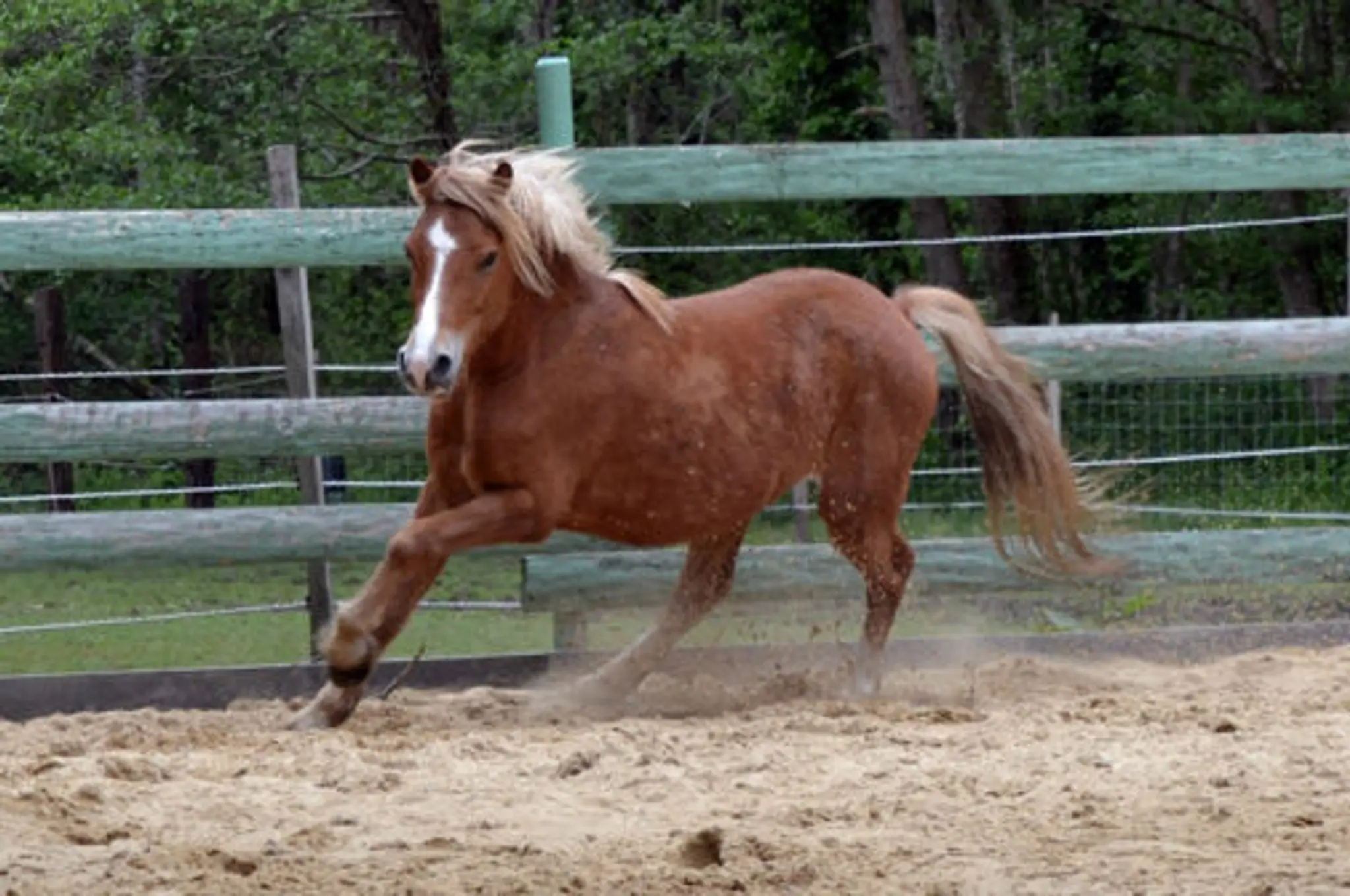 Farm Baby'lone Poneys