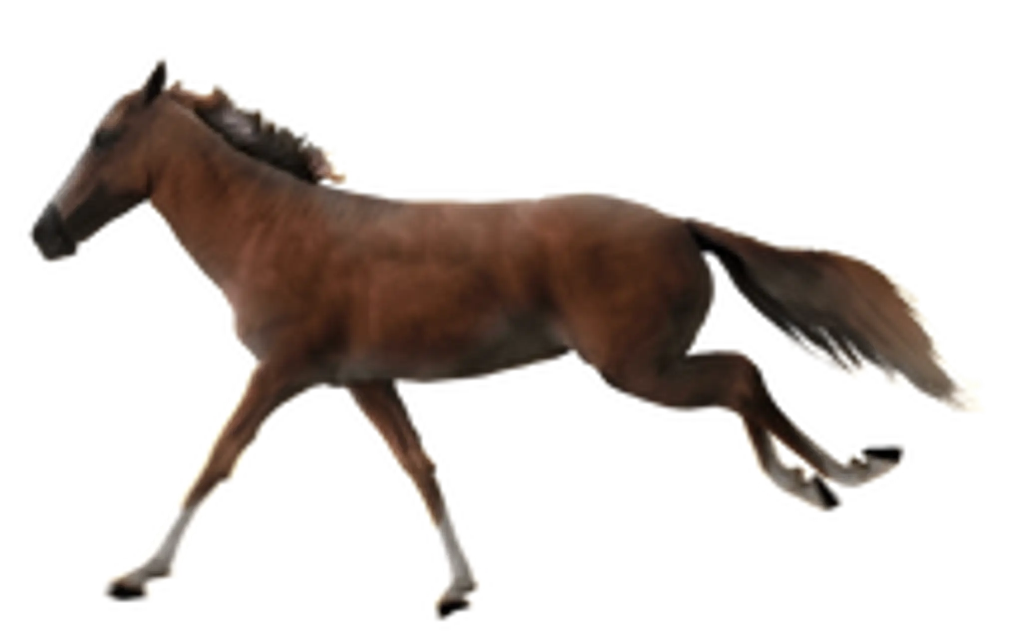 Rowanlea Riding School