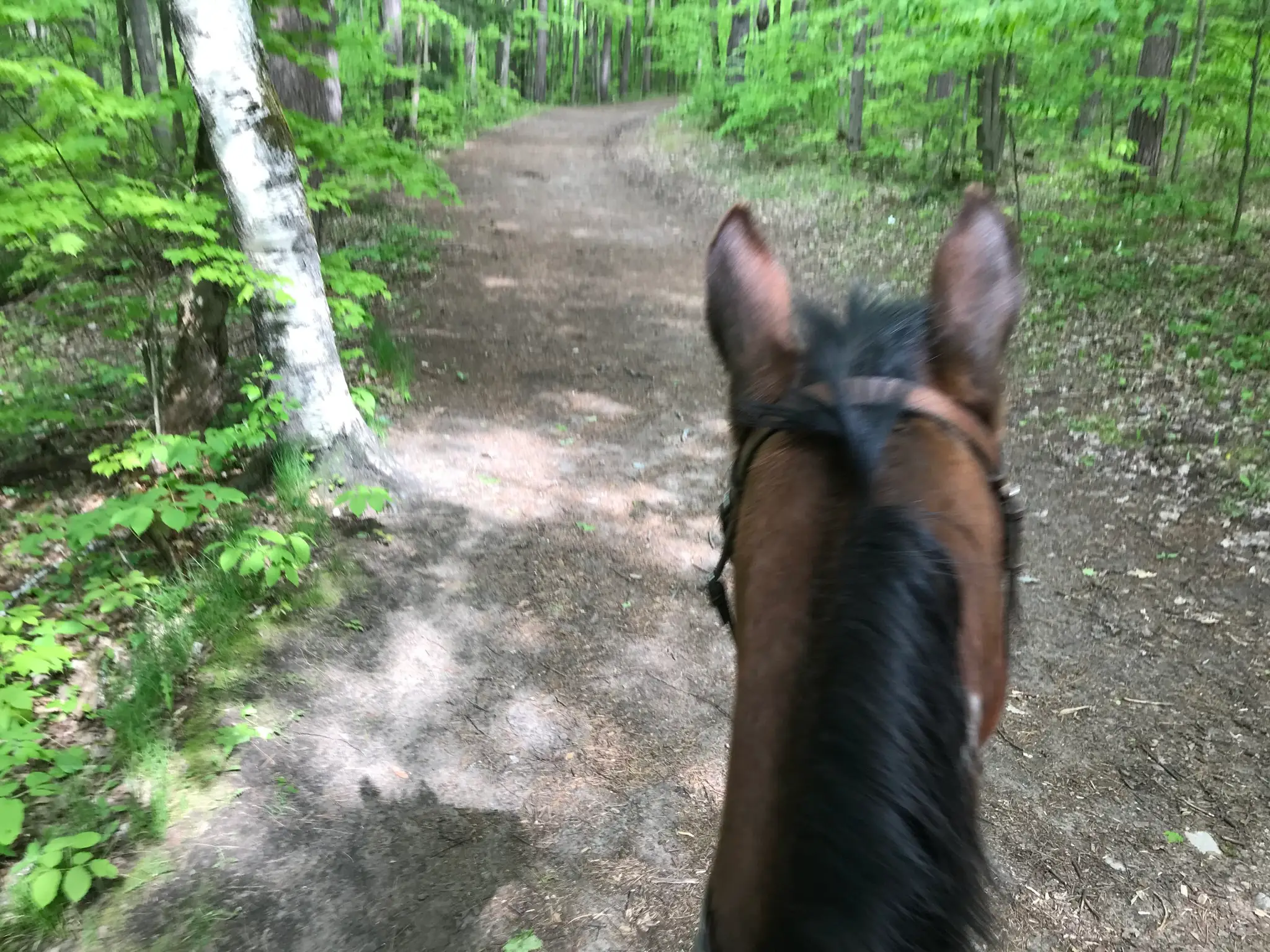 Tranquil Woods Trail Rides Inc.