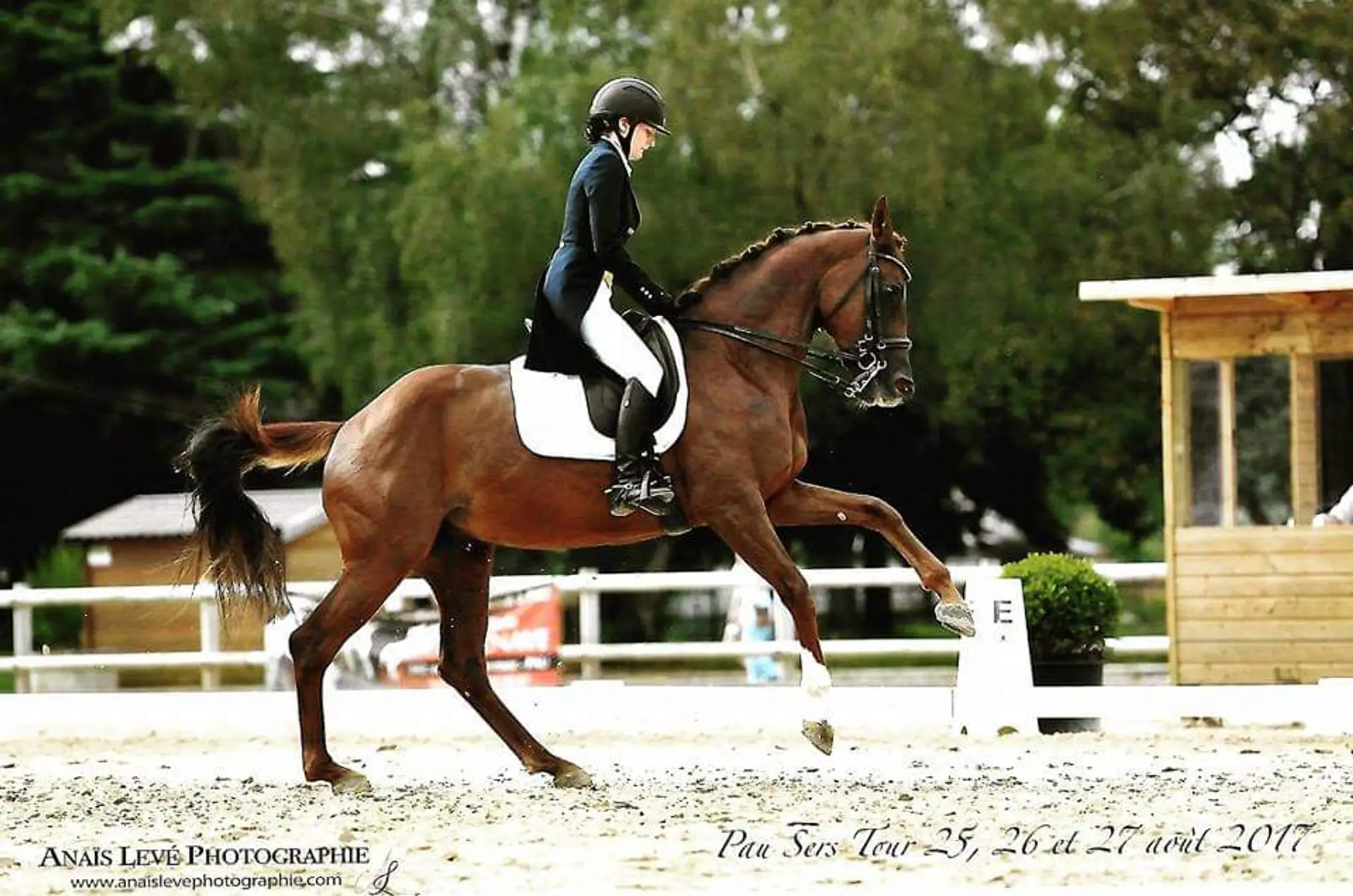 Ecurie Ombeline Grosse Livestock He