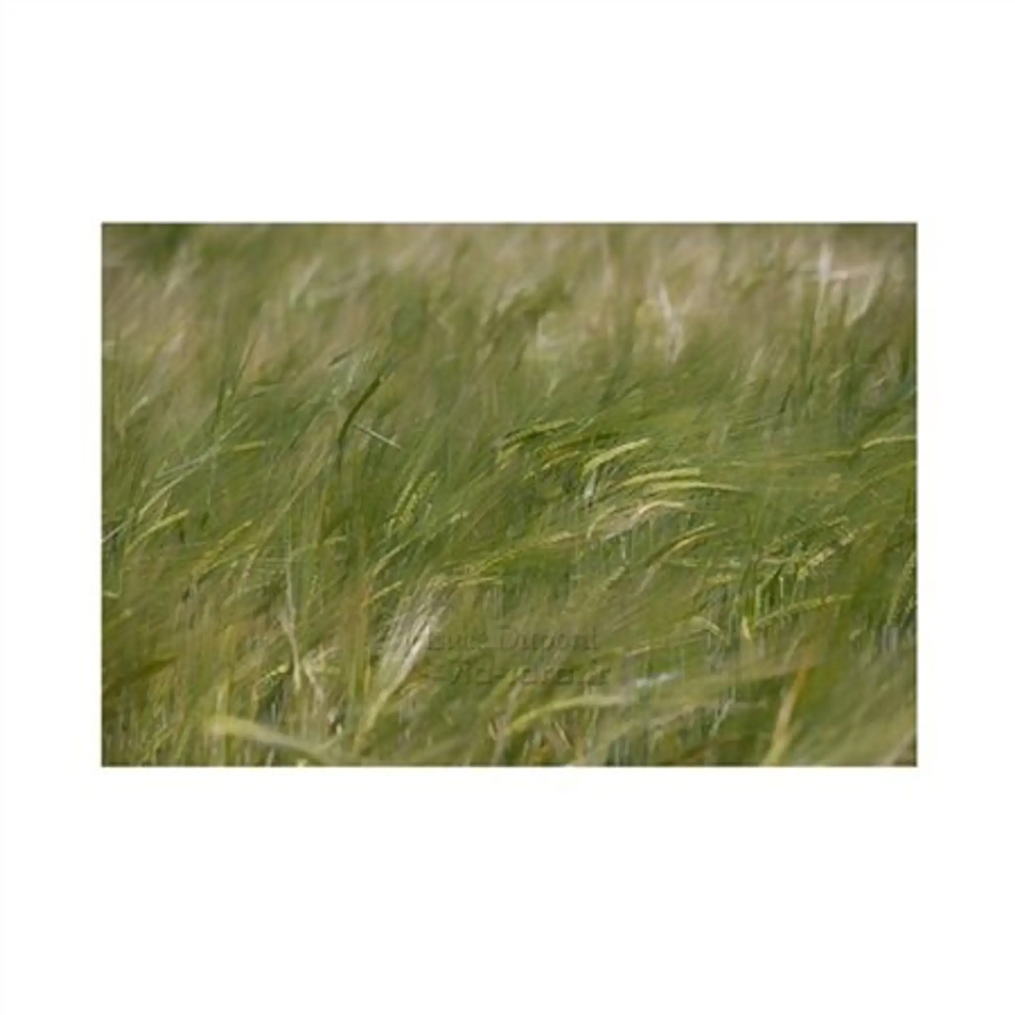 Luce Dupont, Psycho-praticienne en relation d'aide à Saint-Affrique