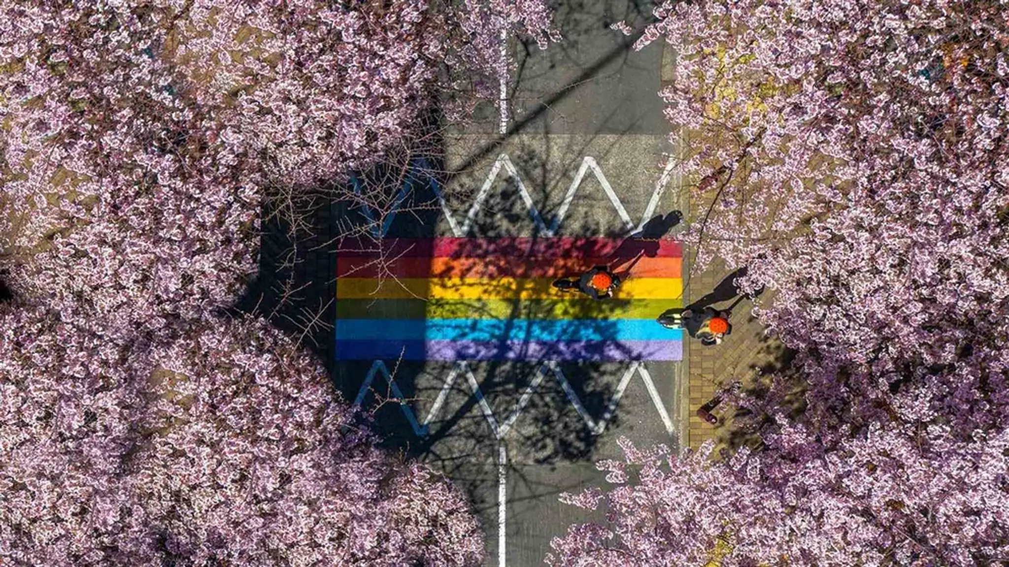 Steven Adams Basketball Court