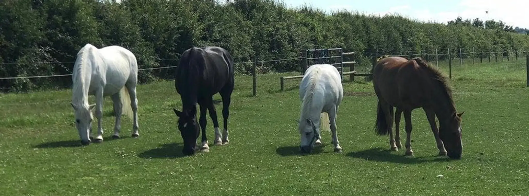 Wickstead Farm Equestrian Centre