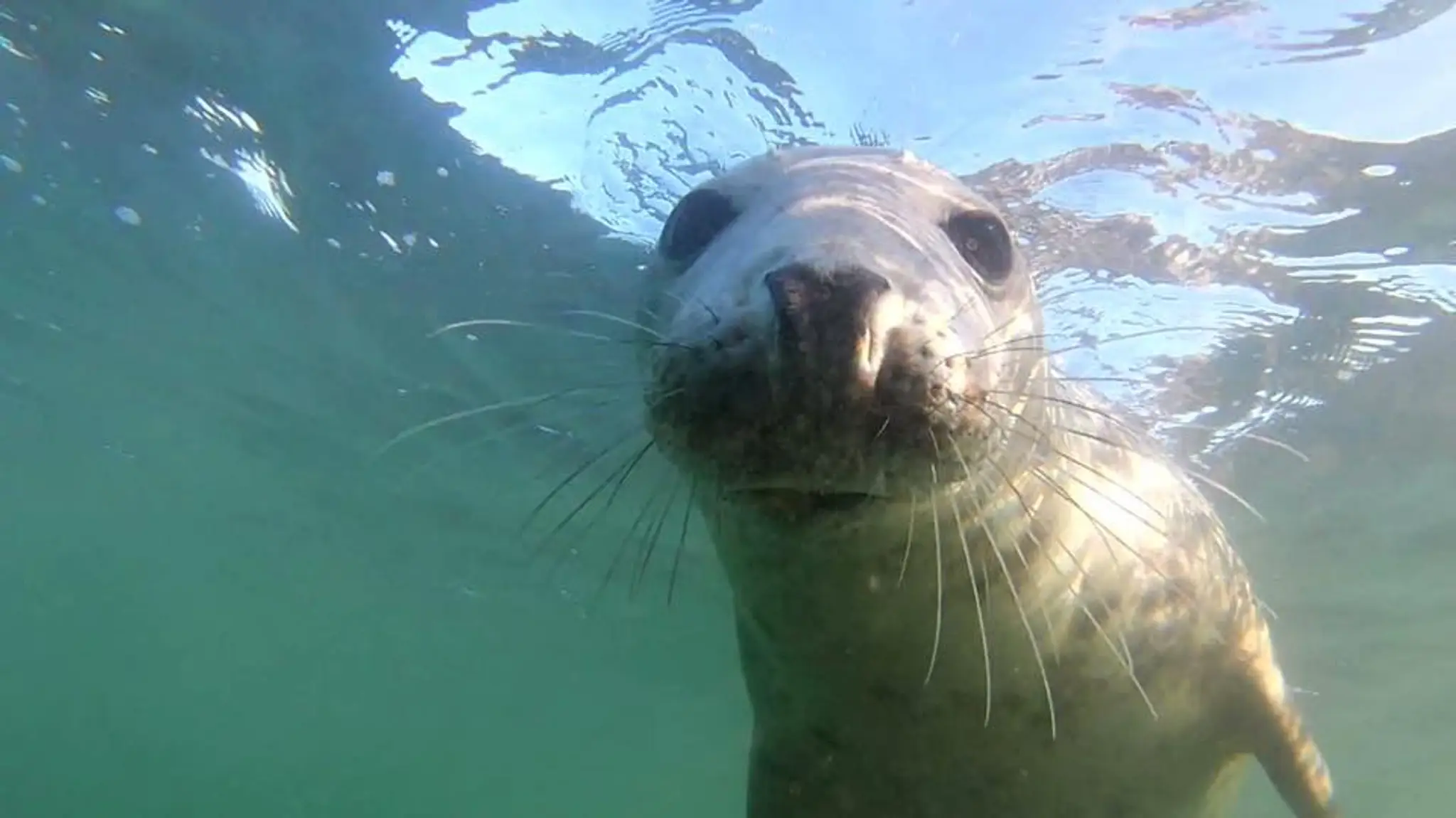 East Cheshire Sub-Aqua Club