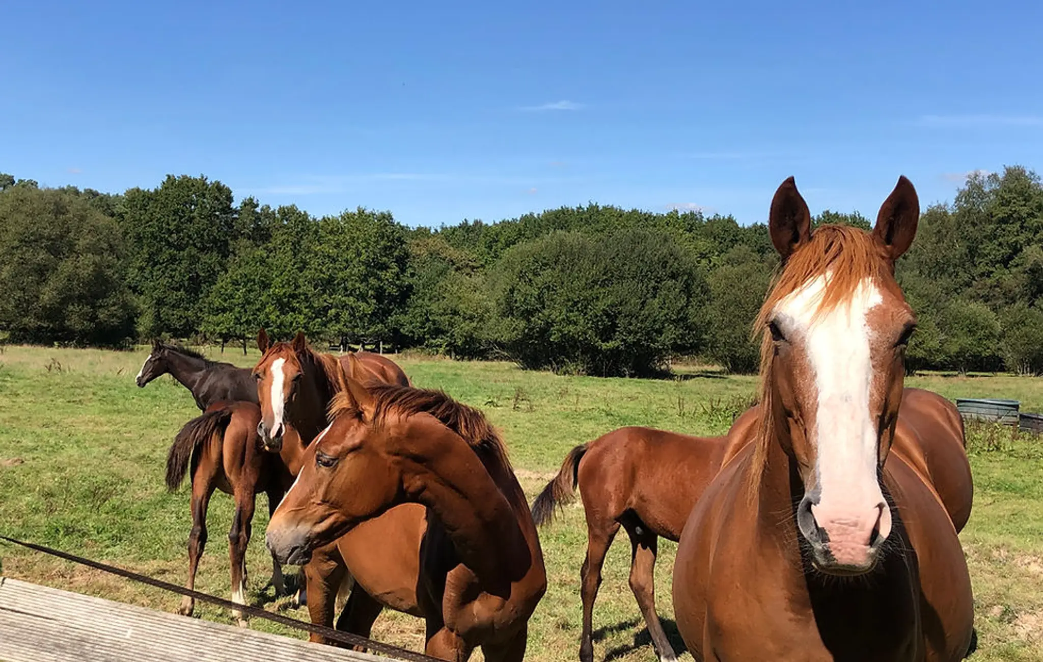 CENTRE EQUESTRE DU VAL FROMENT