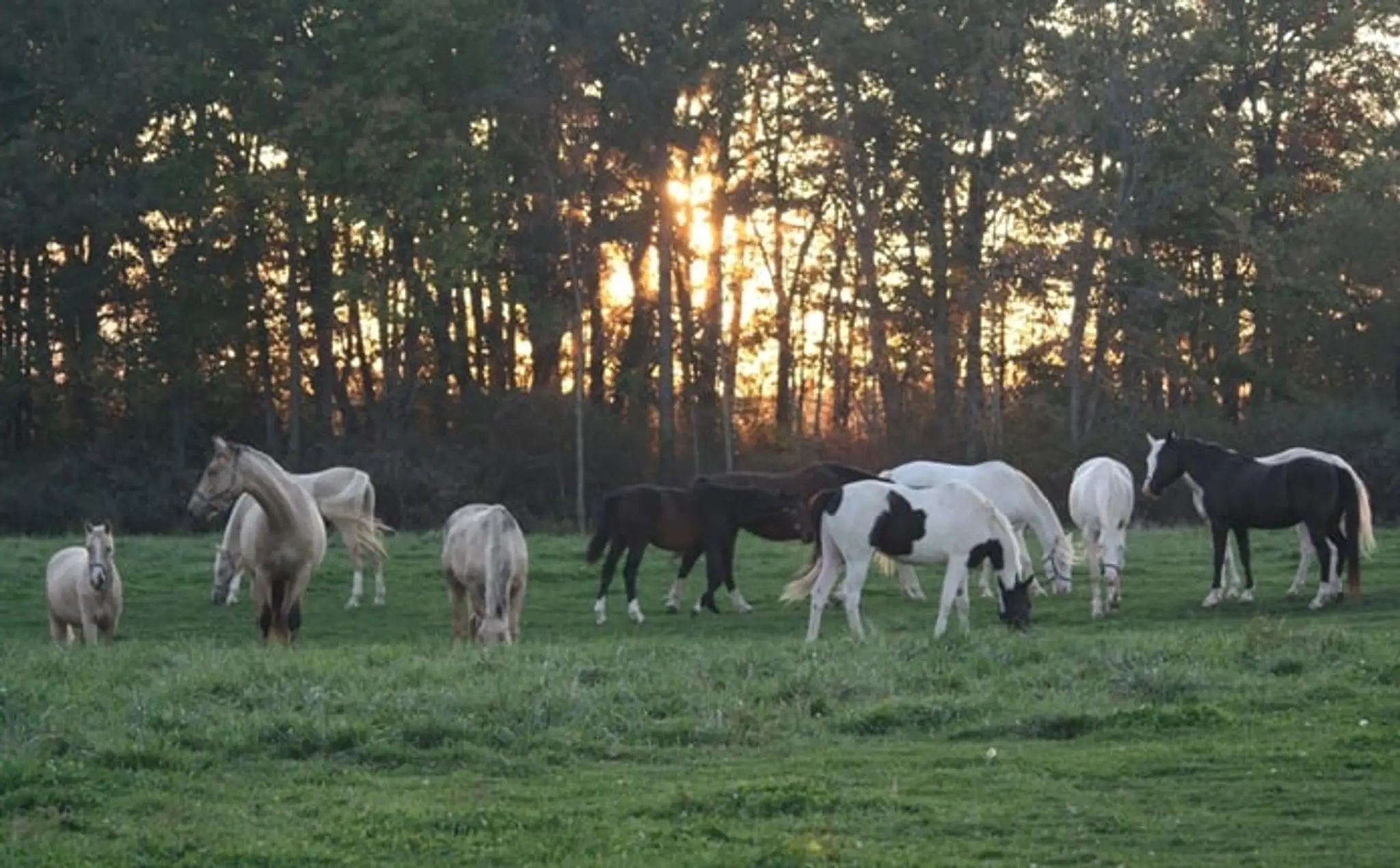 Blazing Colours Farm