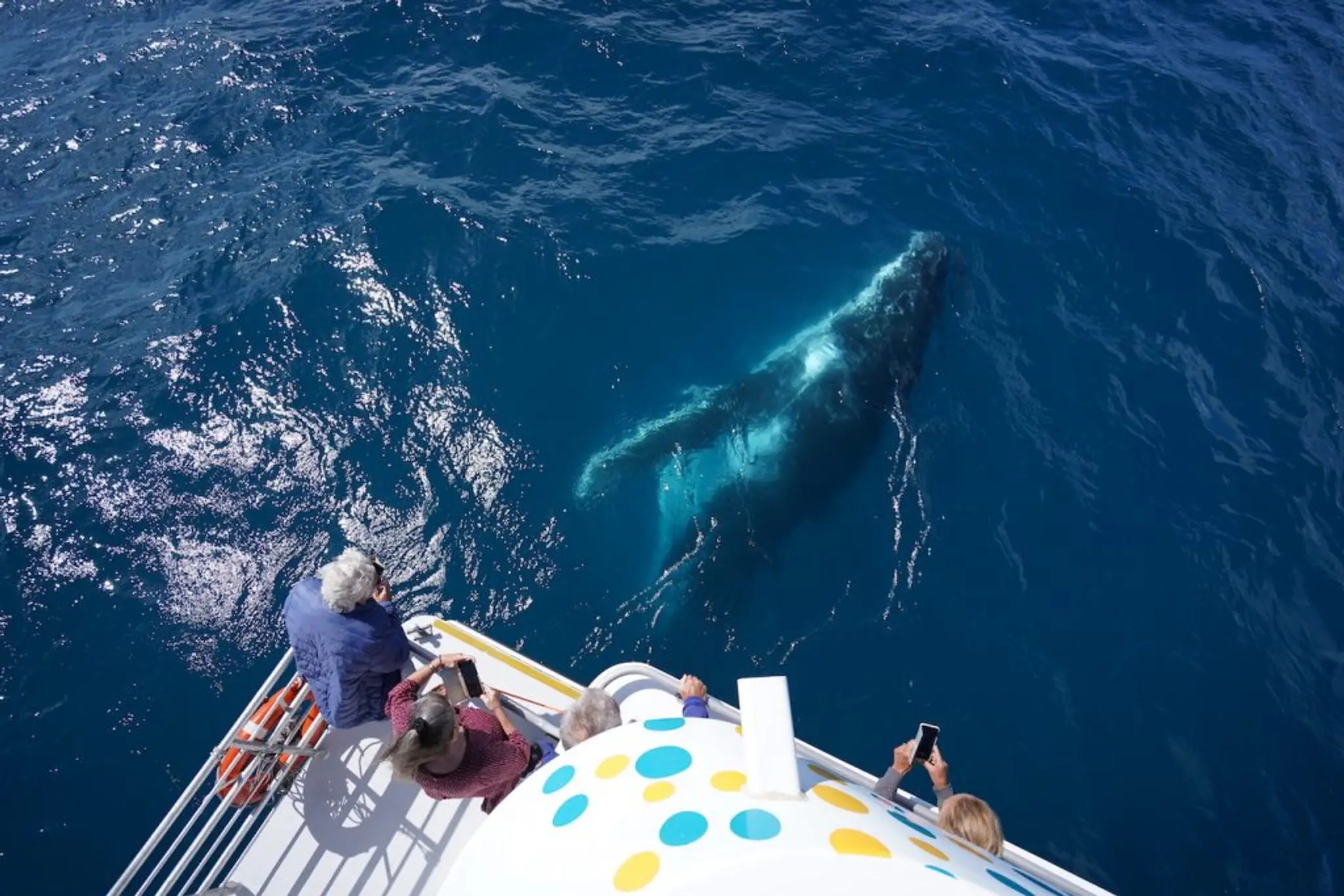 Whalesong Cruises Hervey Bay