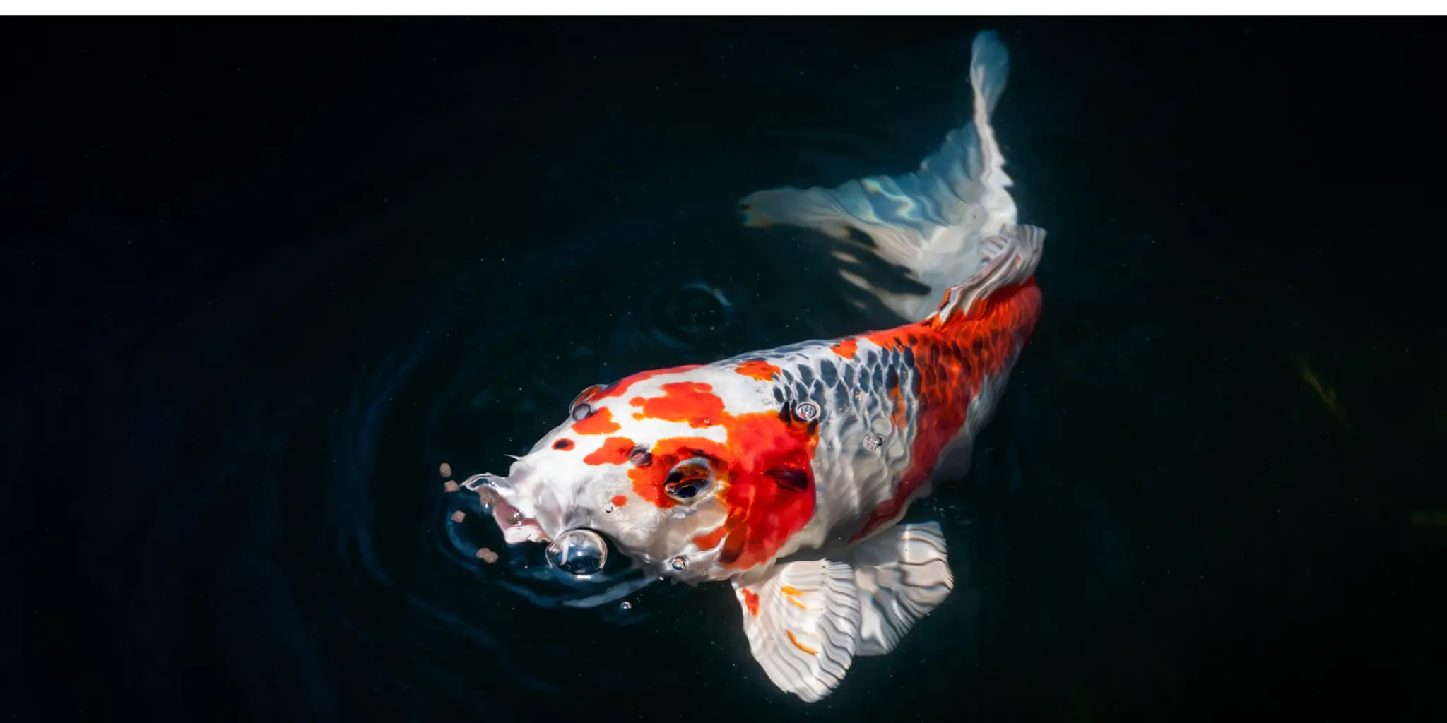 Stockport marine and koi