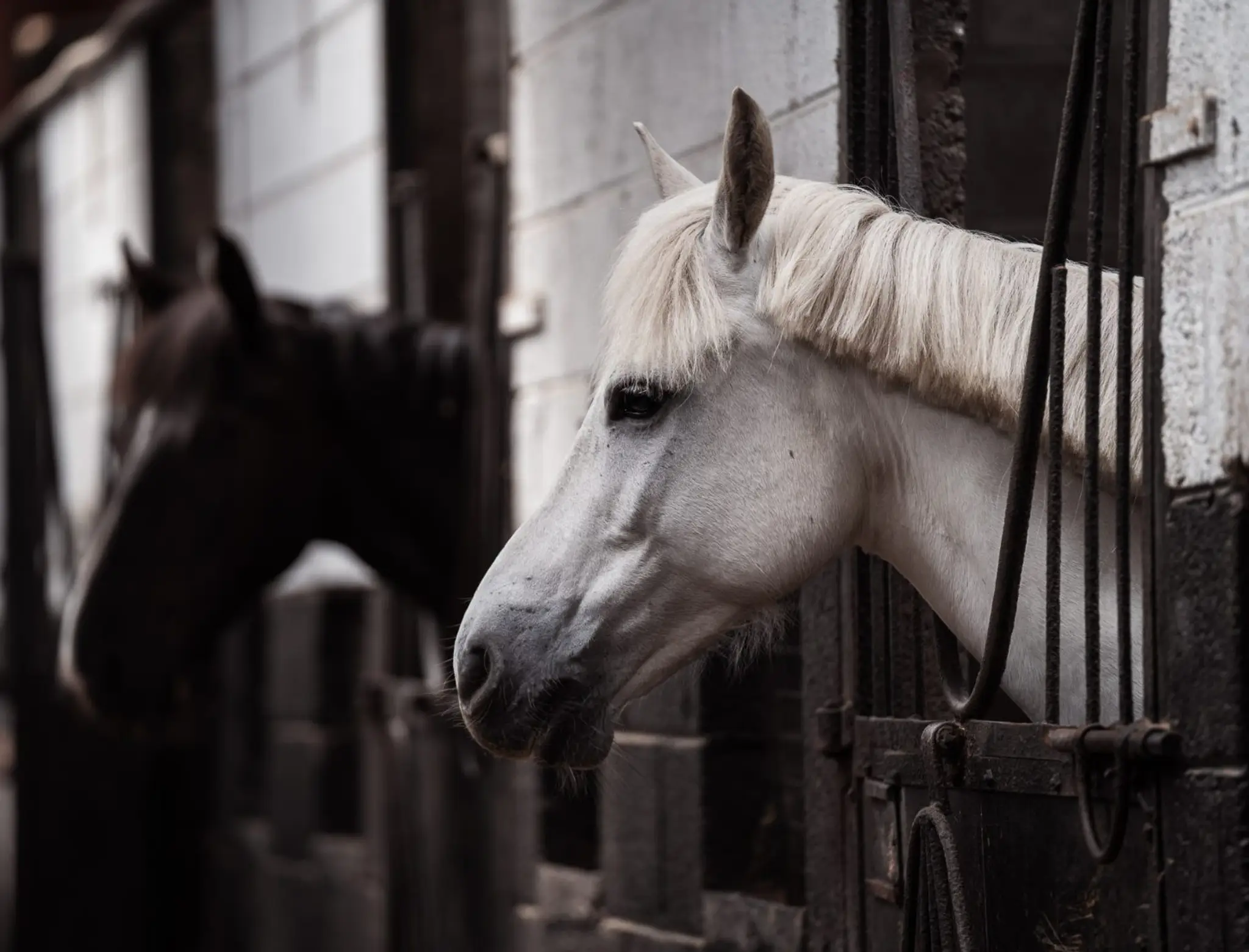 Clew Bay Horseriding