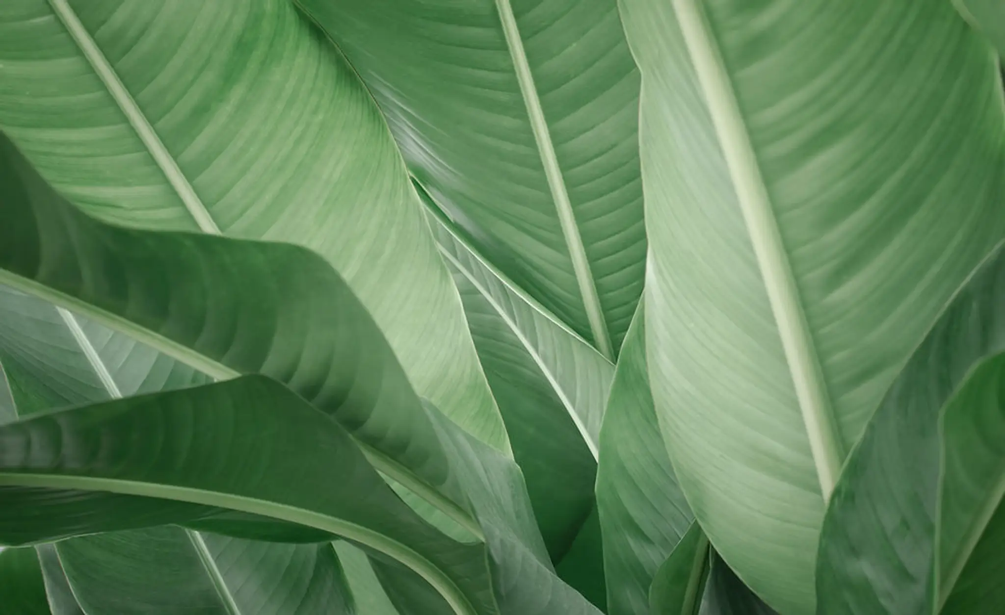 Bamboo Balance Harmonie Et Mouvement
