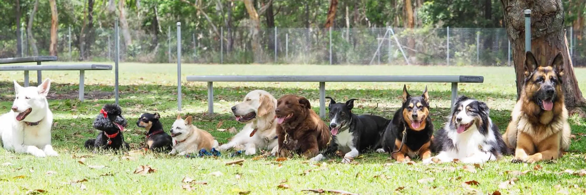 Newcastle All Breeds Dog Training Club