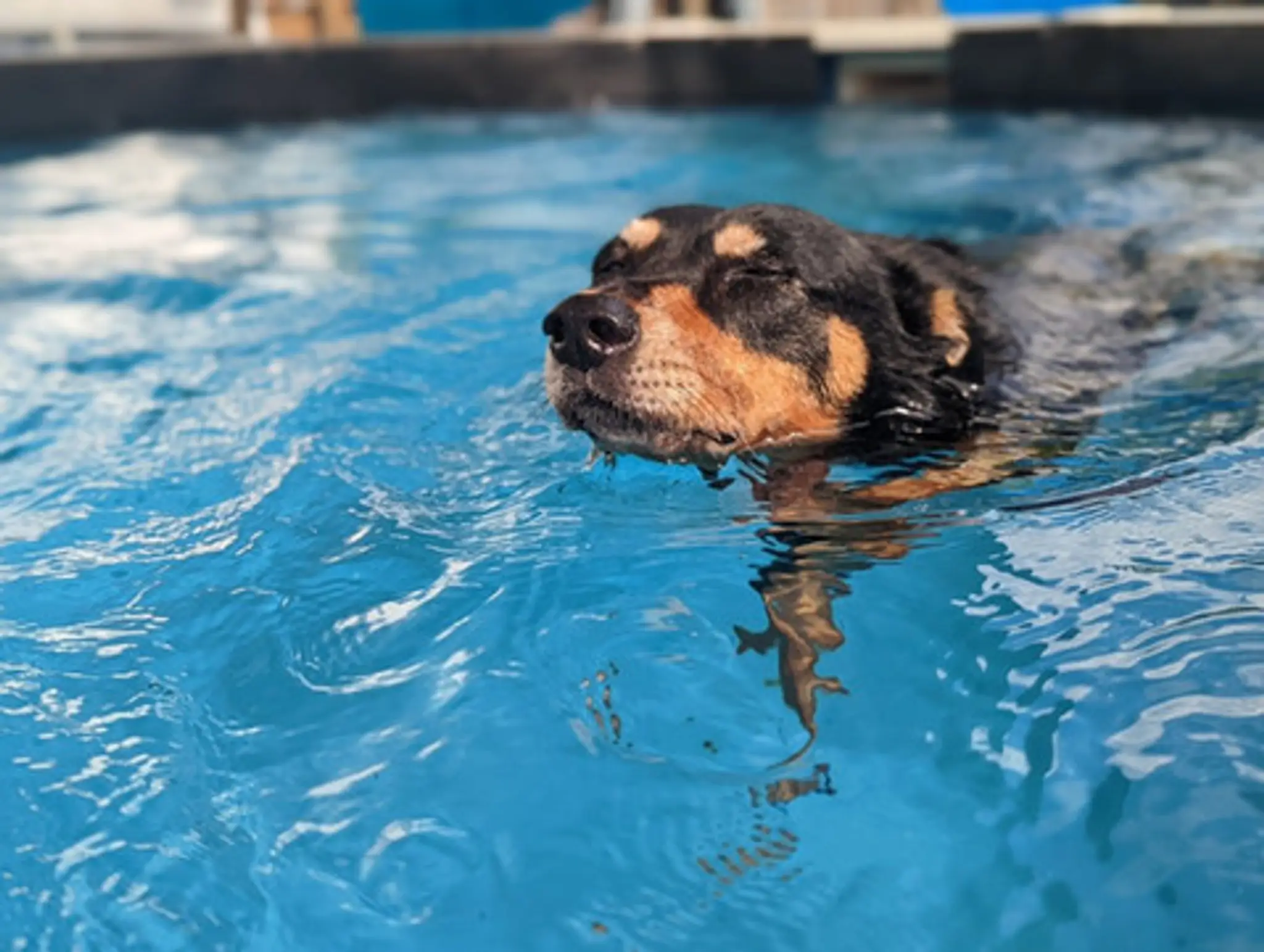 Muzzle To Muscle Canine Rehabilitation Centre