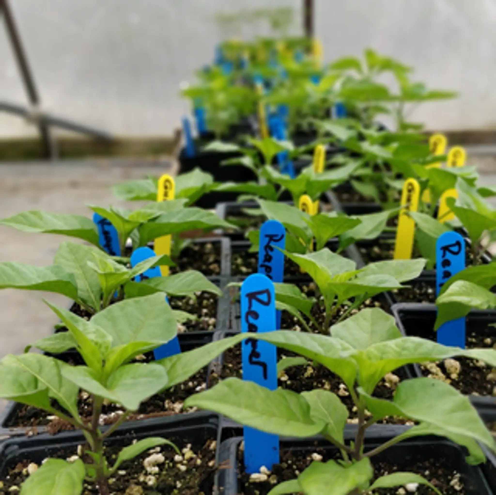 Sunset Farms and Cabins