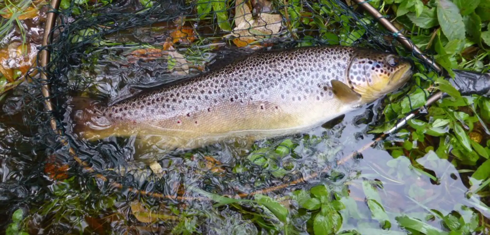 The Wilton Fly Fishing Club