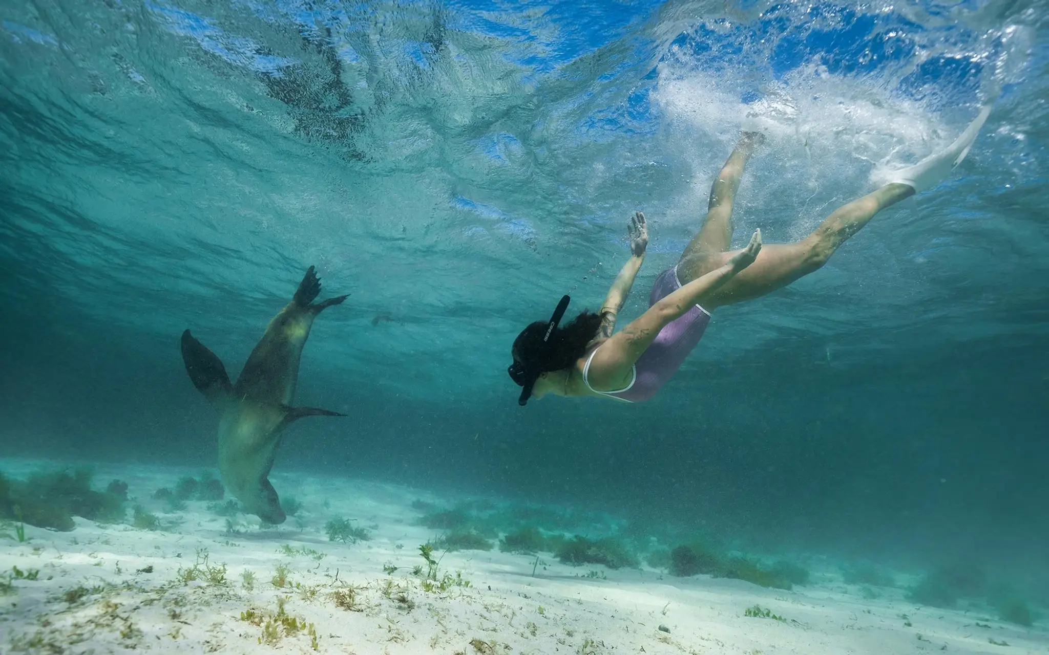 Jurien Bay Oceanic - Sea Lion Tours and Charters