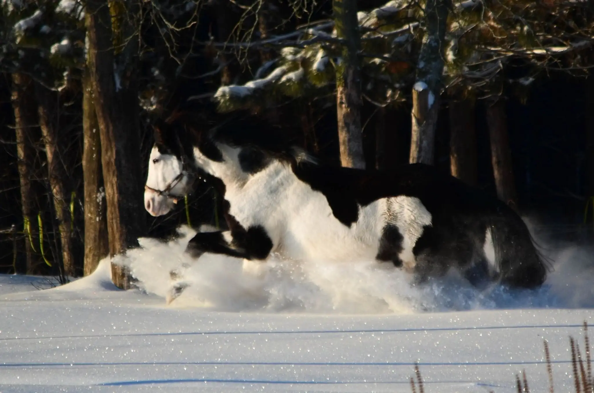 Fawg Forest Therapeutic Farm & Counseling