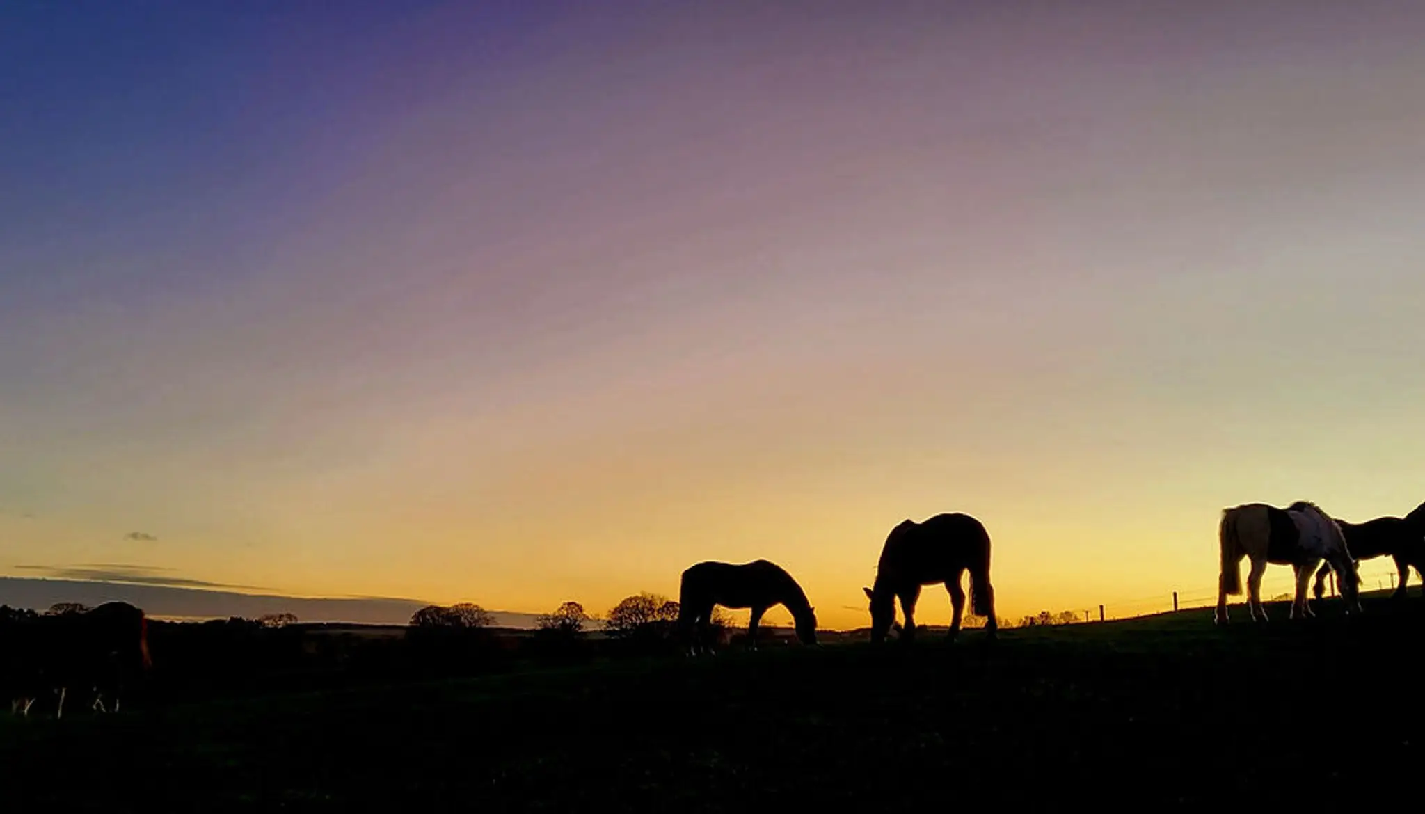 Barbarafield Riding School