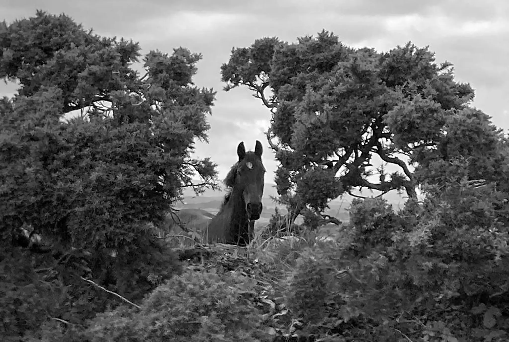 Prospect Farm Livery