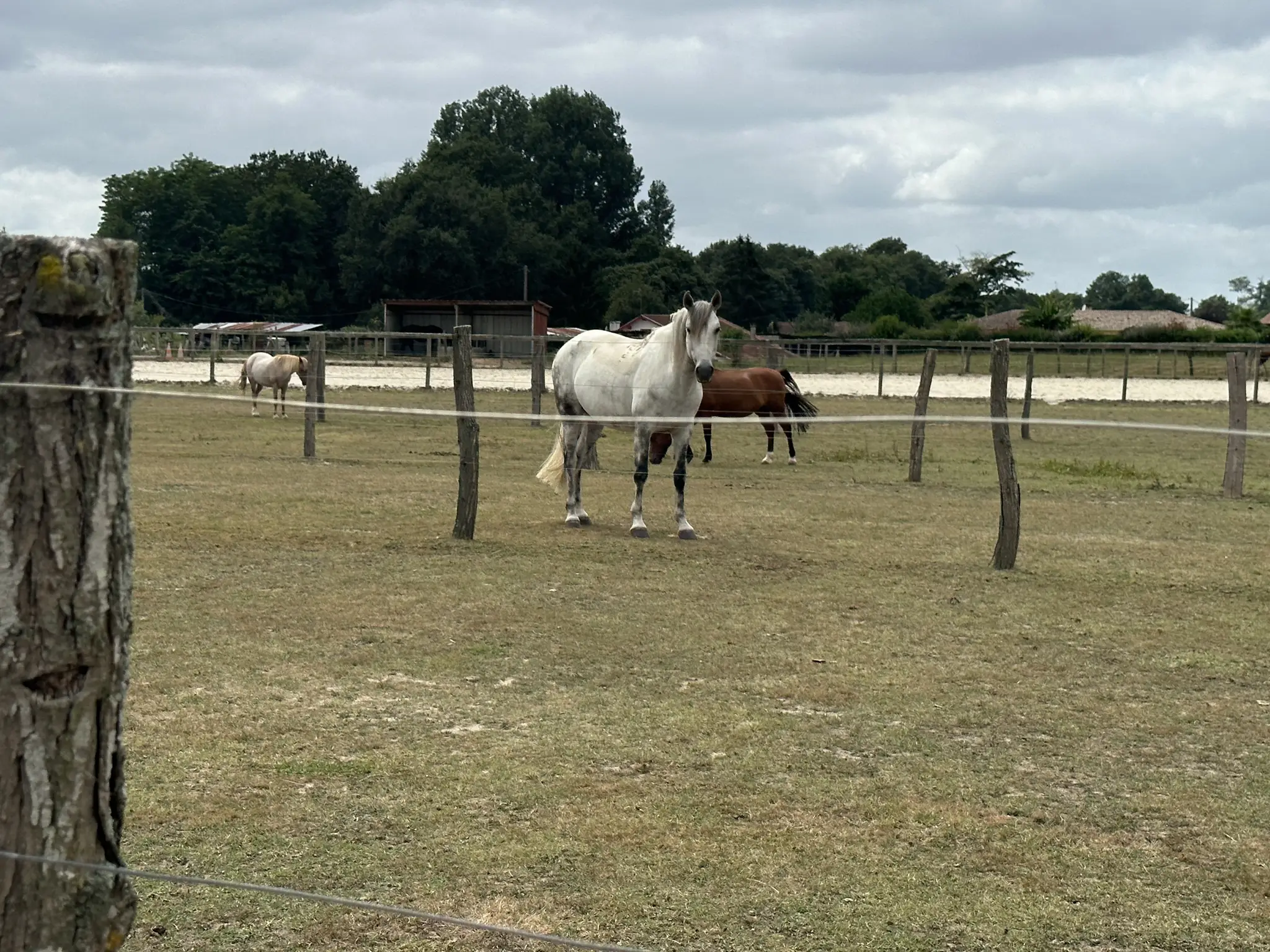 PoneyGalop