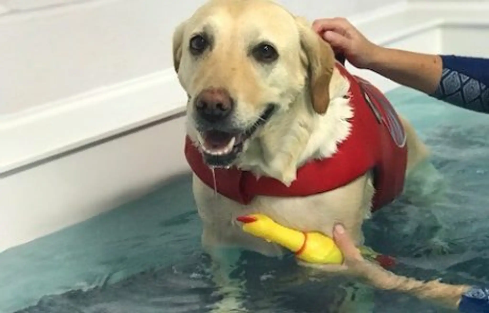Aquapaws Canine Hydrotherapy & Fun Swim