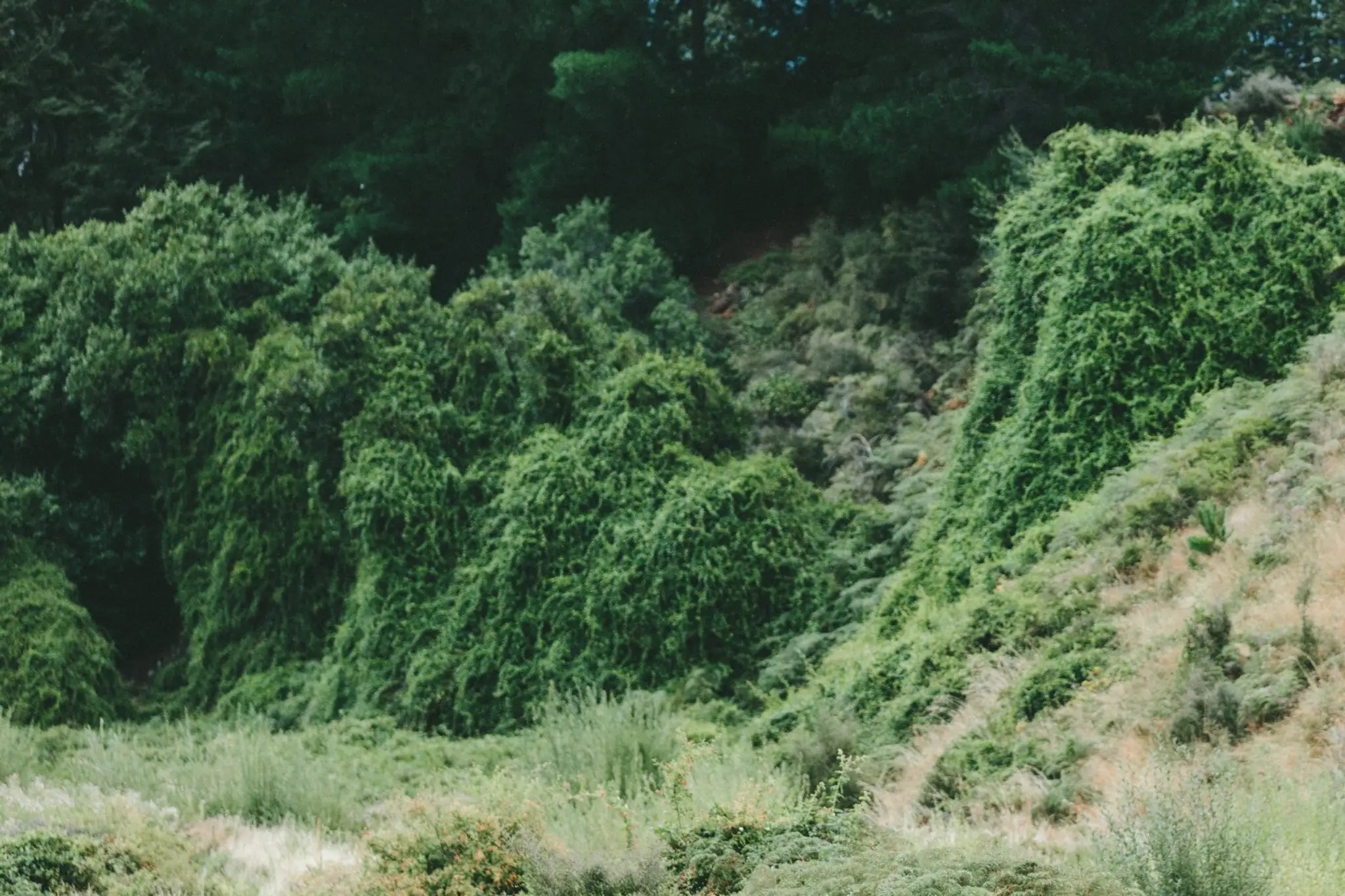 South Auckland Riding for the Disabled