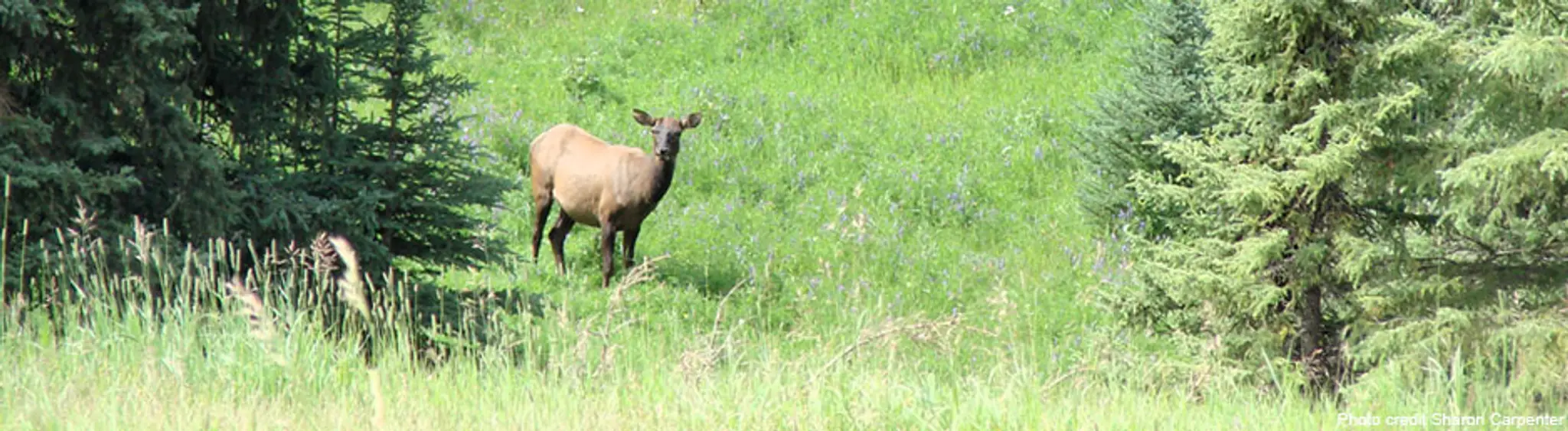 Nordegg Historic Golf Course
