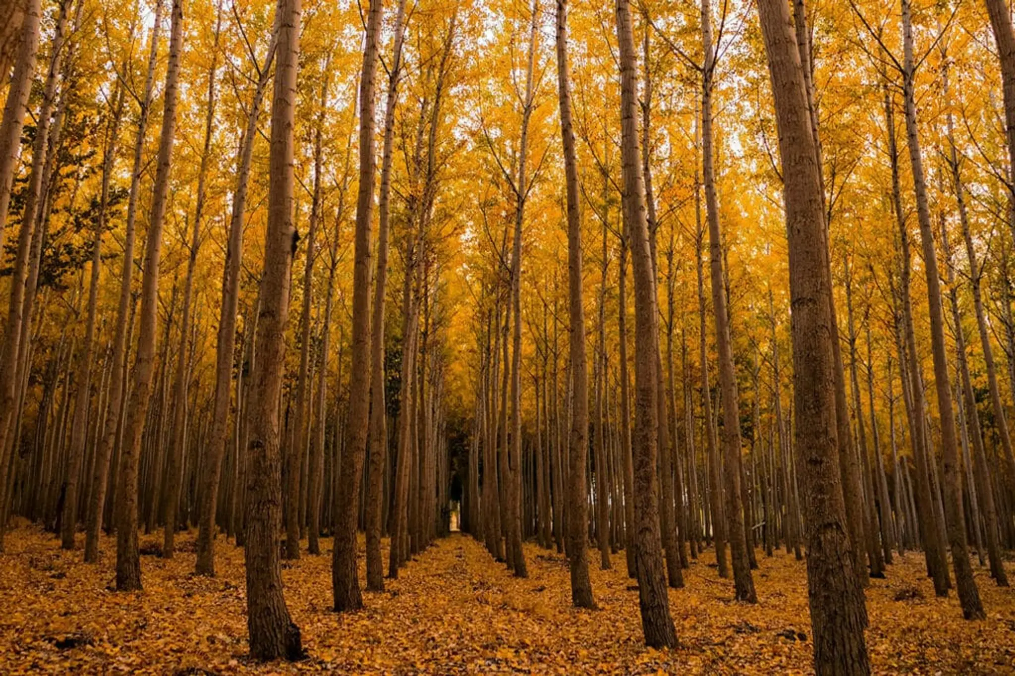 Yoga & Terre Happy Annecy - Grand Annecy - Vincente Cadé