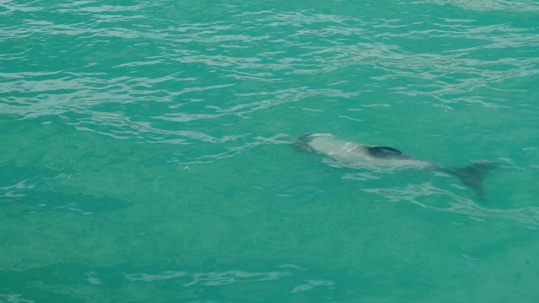 Learn2Sail - Lyttelton - Start Sailing - All ages - 30ft yacht - Lyttelton Harbour - Safe & Fun