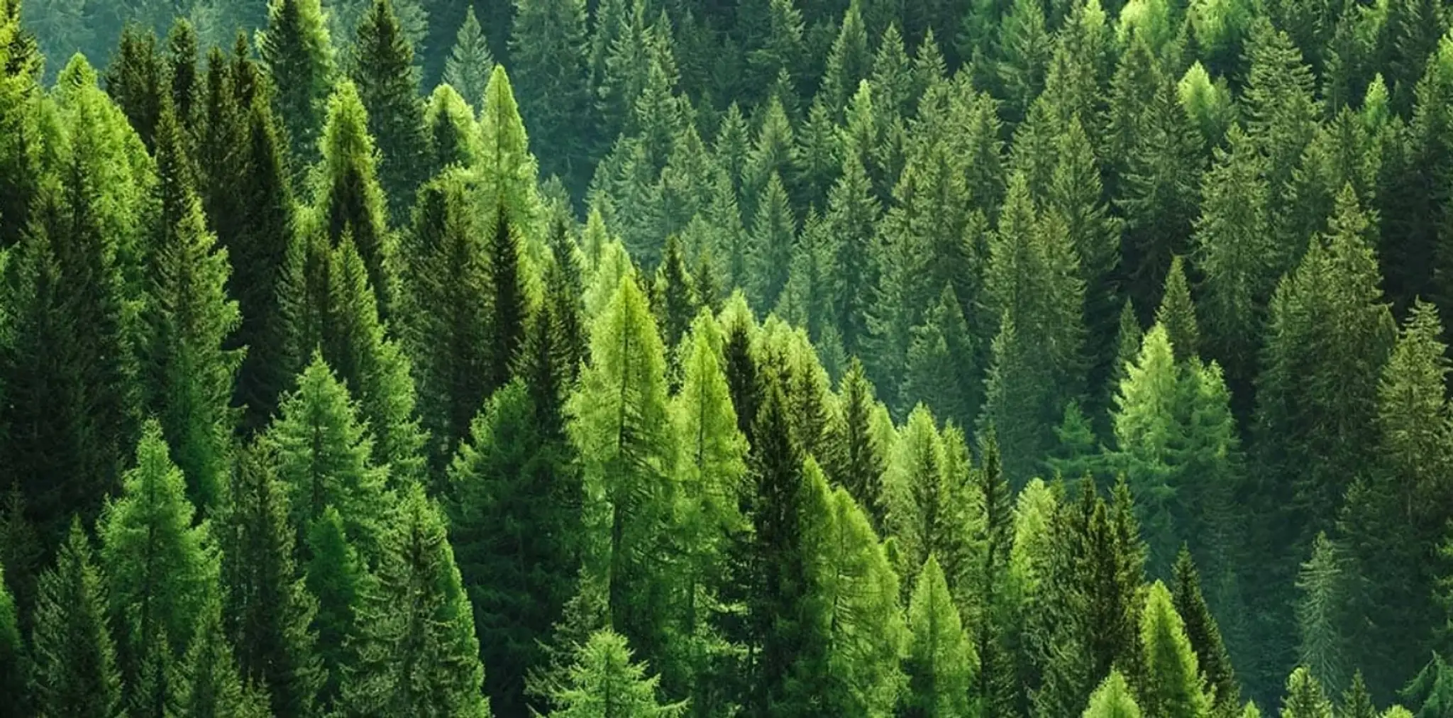 Vivre en Bois Alençon