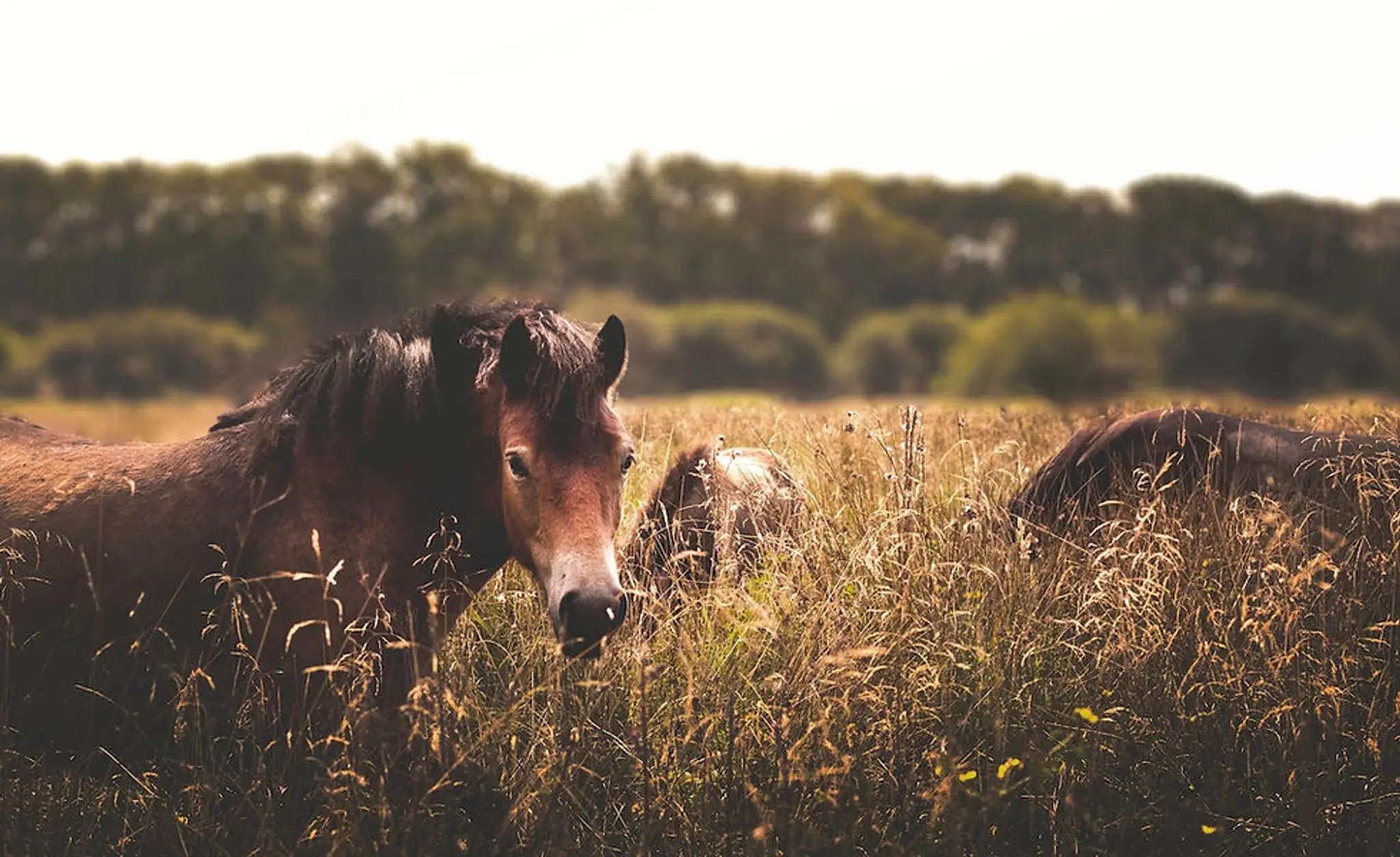 Believe Equine Coaching + Training