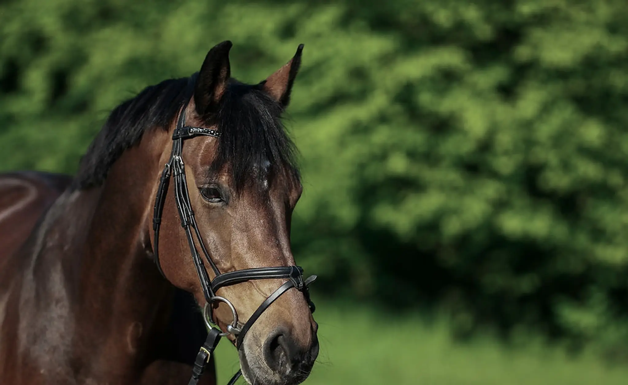 The Parklands Stables