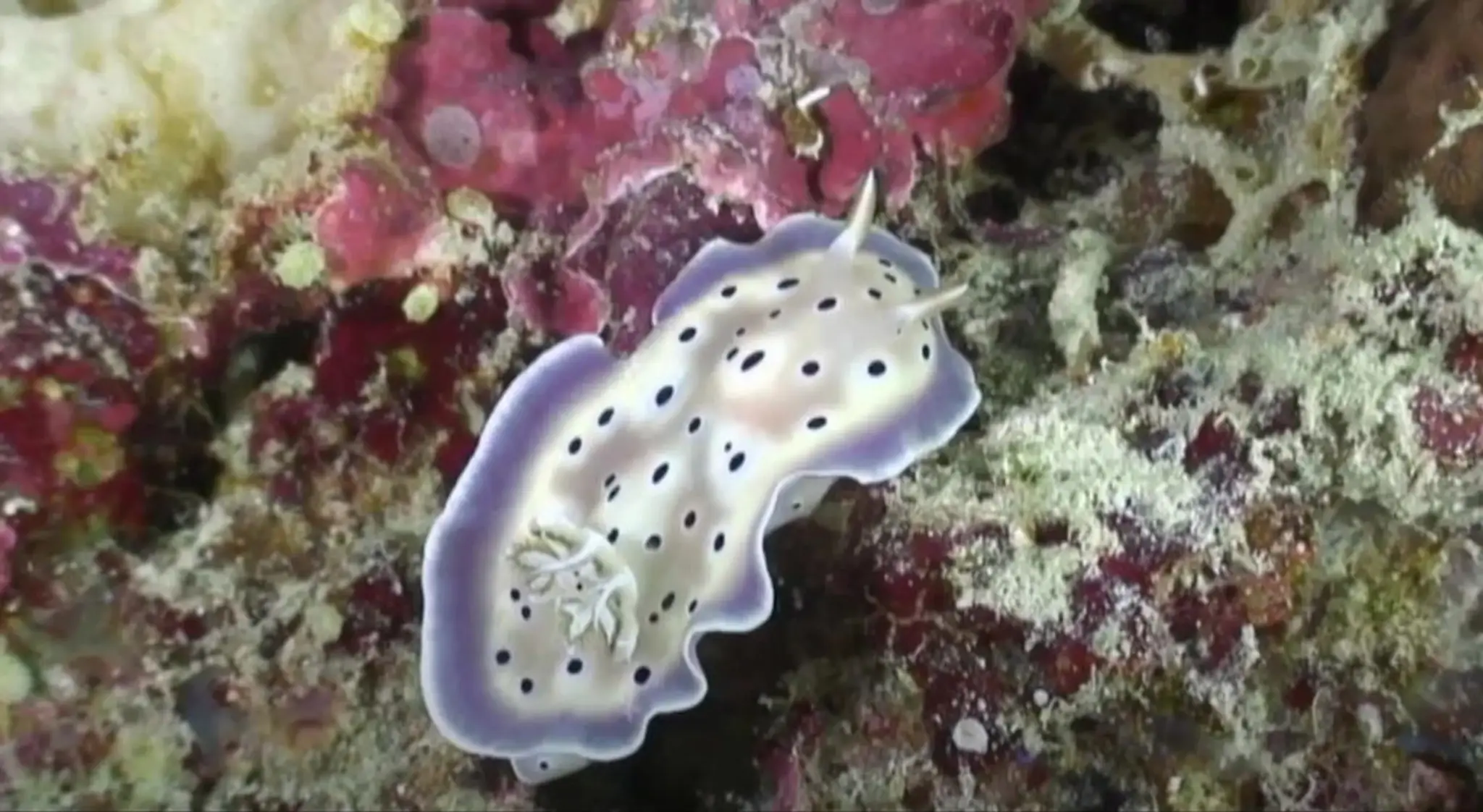 The Dive Academy Inc