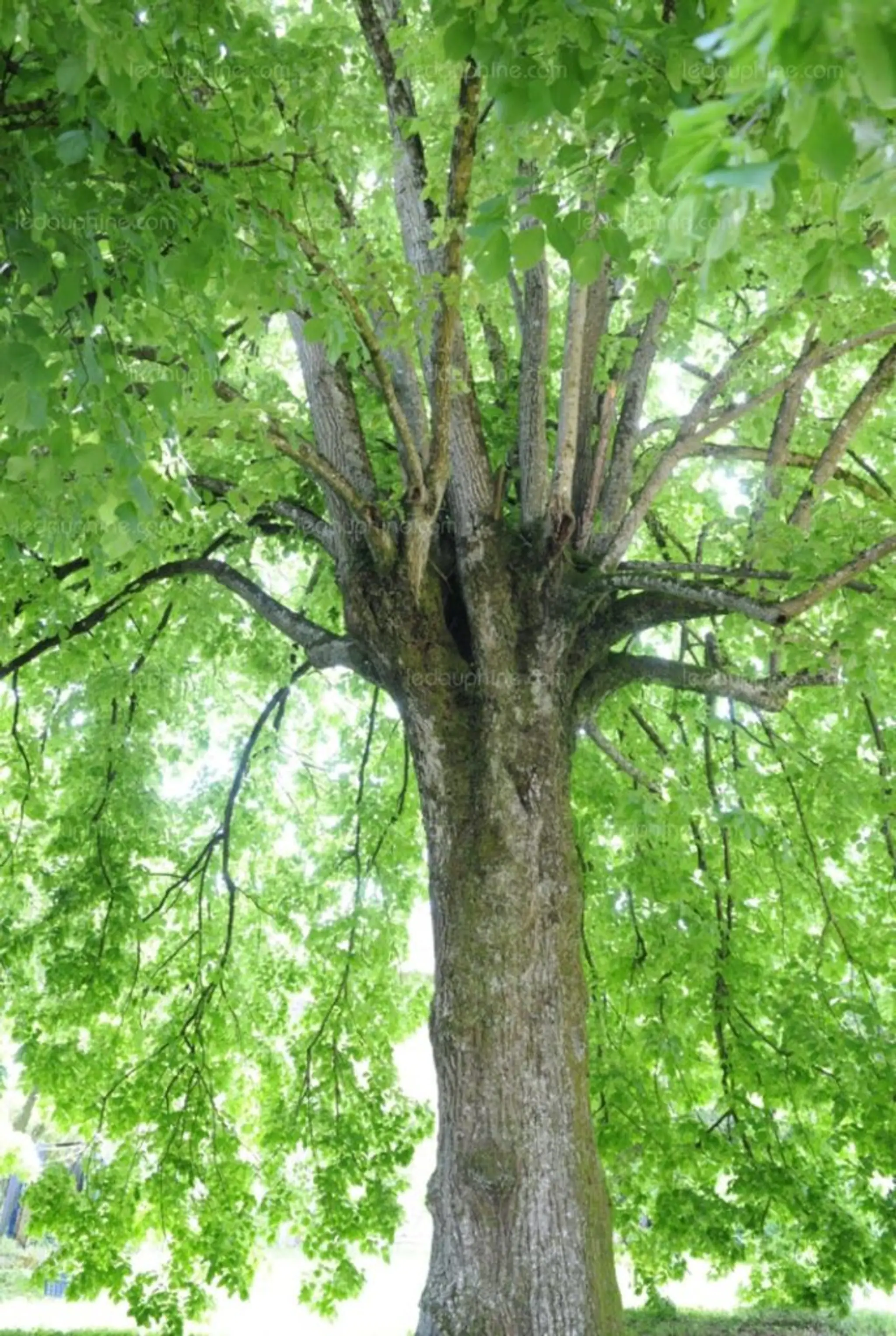 Cercle Angevin De Tai Chi Chuan