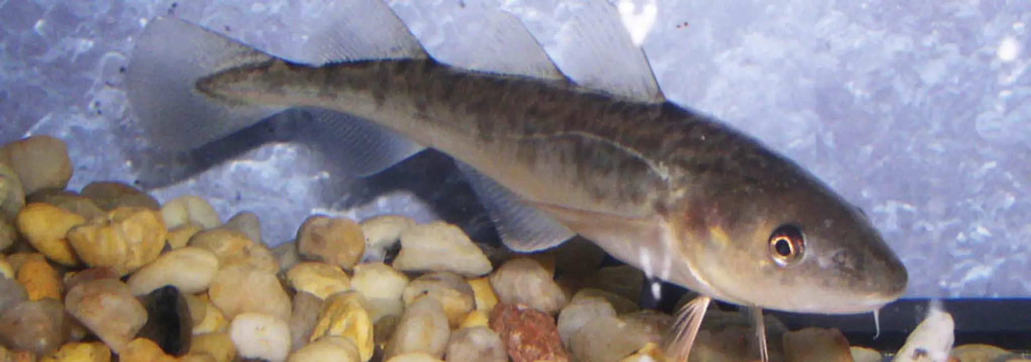 Les petits poissons des Chenaux - Association des pourvoyeurs de la rivire Ste-Anne inc.