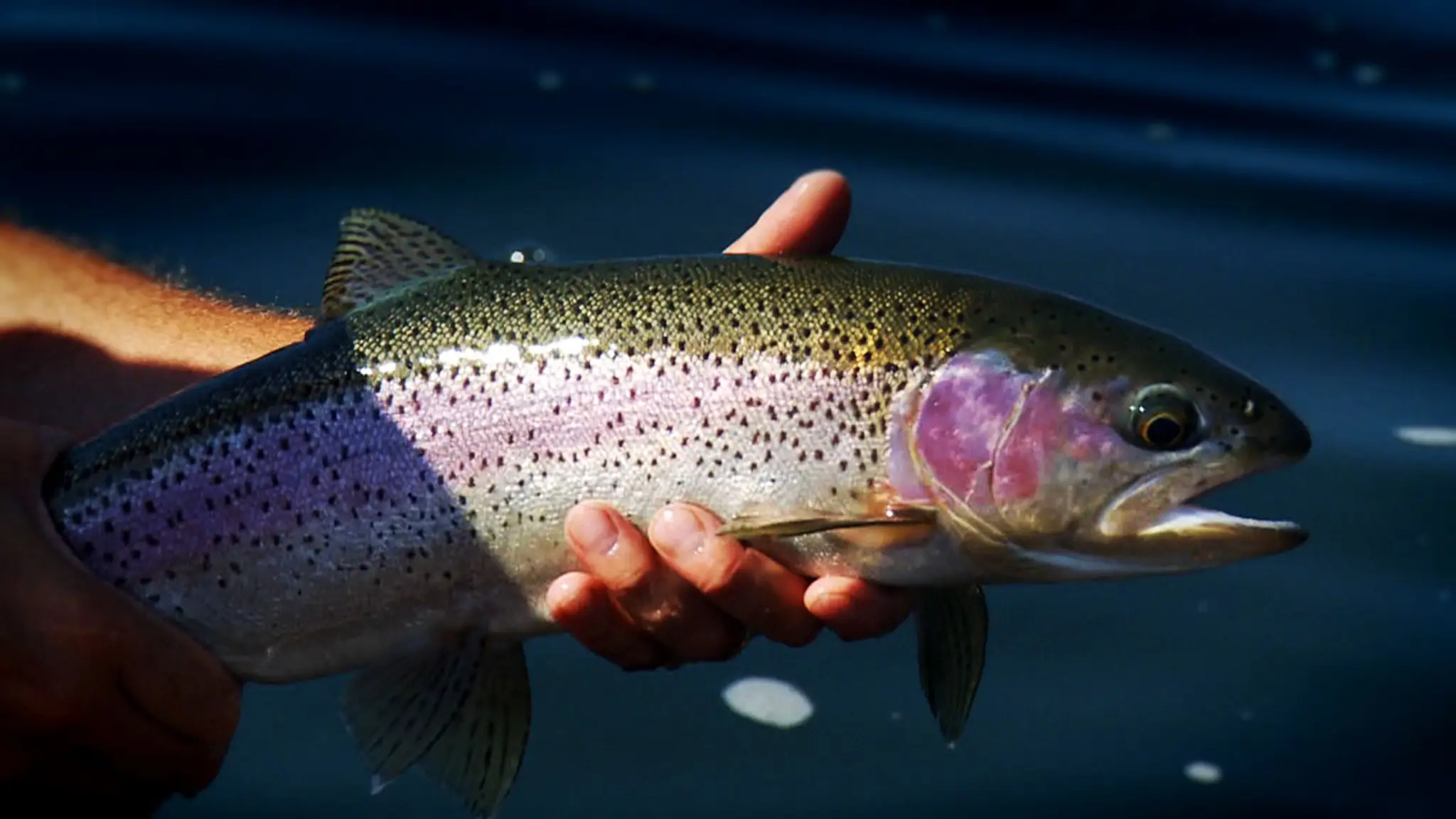 Mountain Valley Sports Fishing & Tours