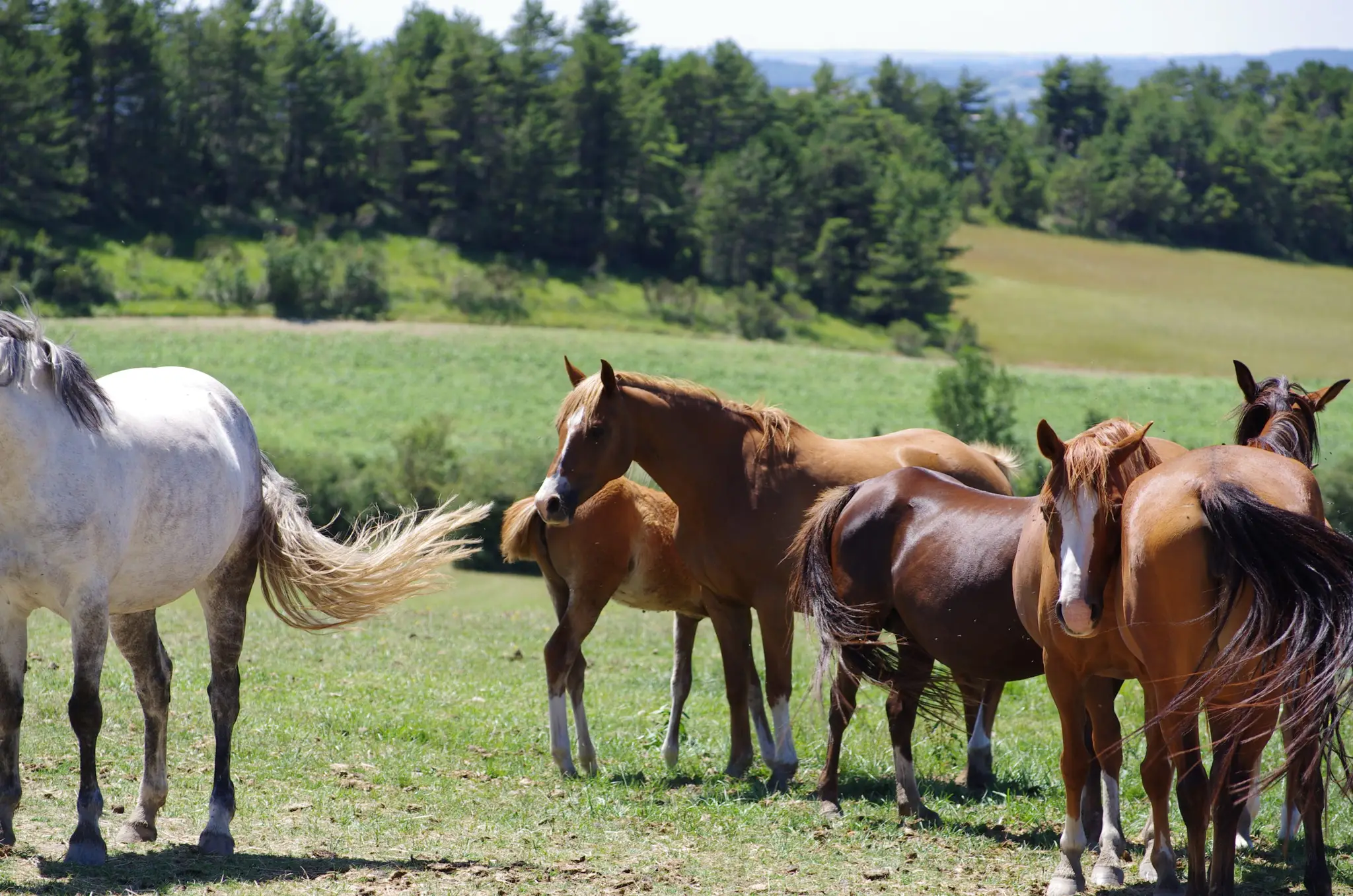 Pony Club Centre Equestre Revel-St Ferreol