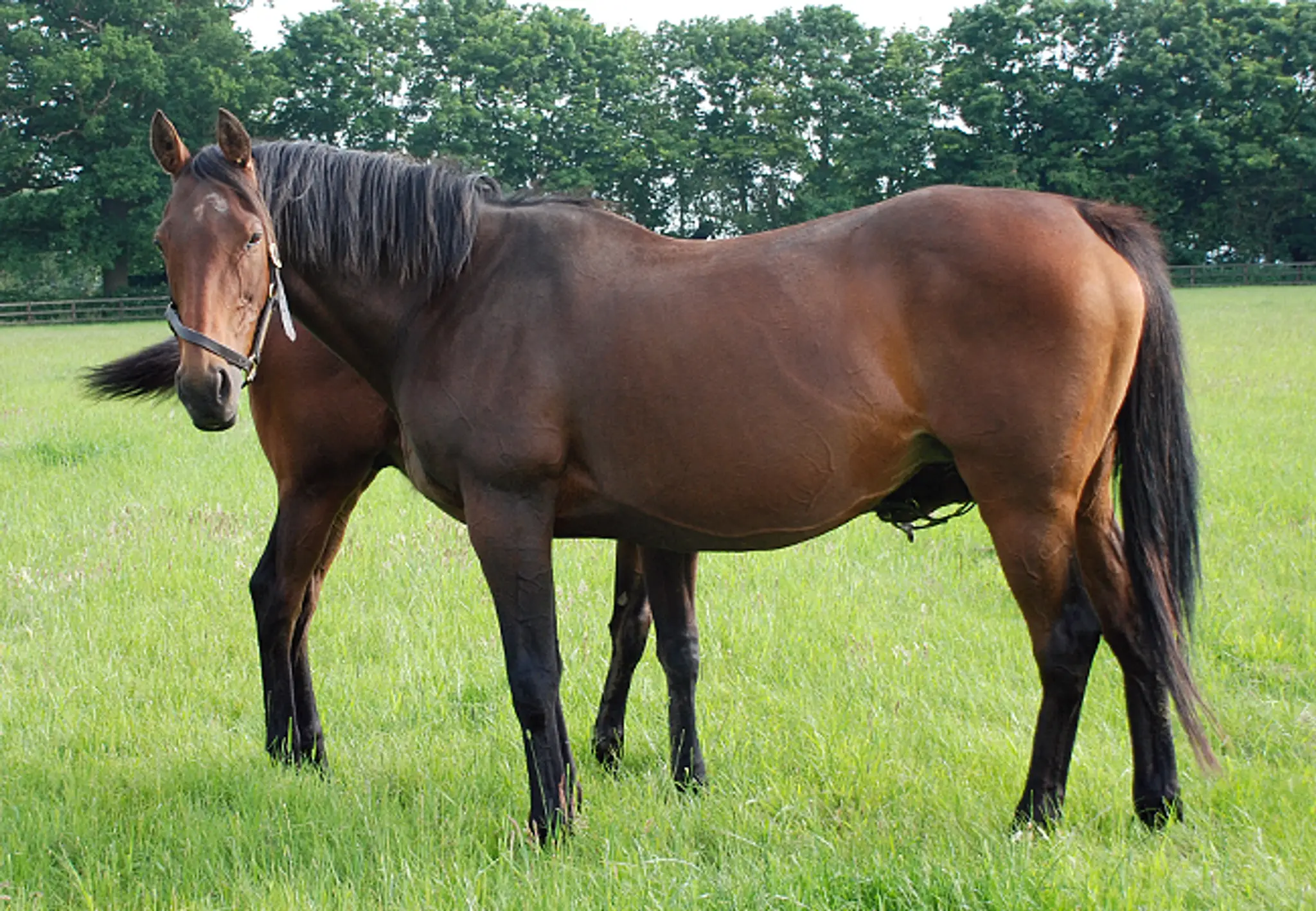 Stourbank Stud