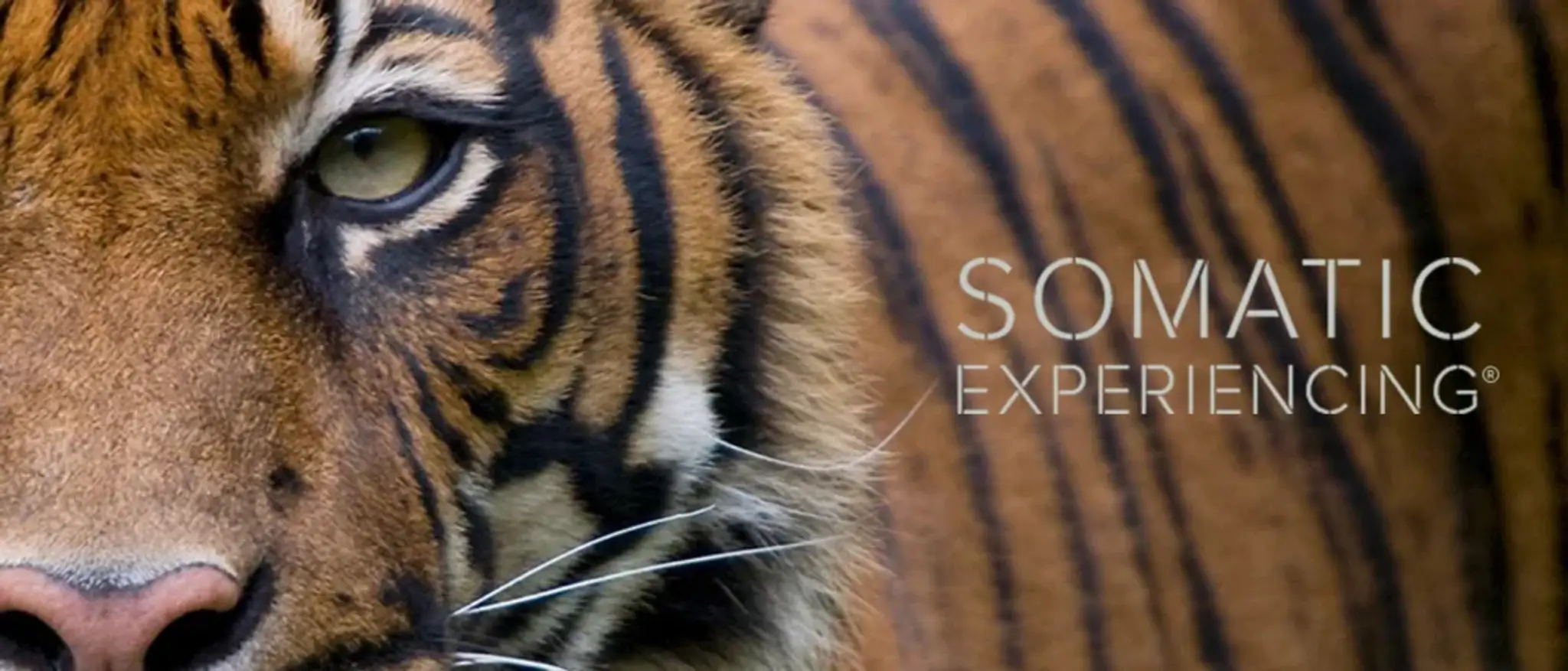 Raffi Cherbedjian - Thérapeute Psycho Corporel - Praticien en Somatic Experiencing