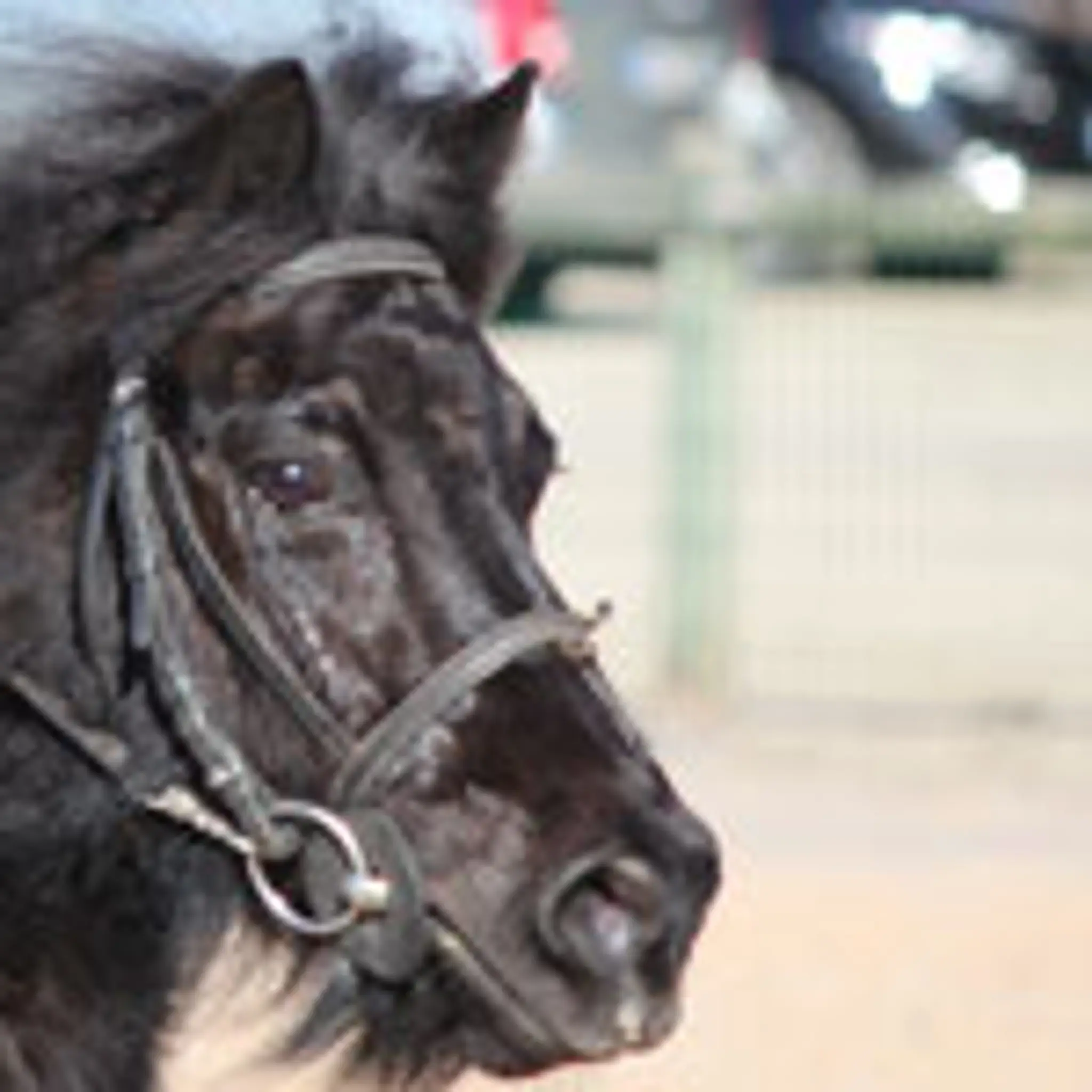 STE D EQUITATION BRESSANE