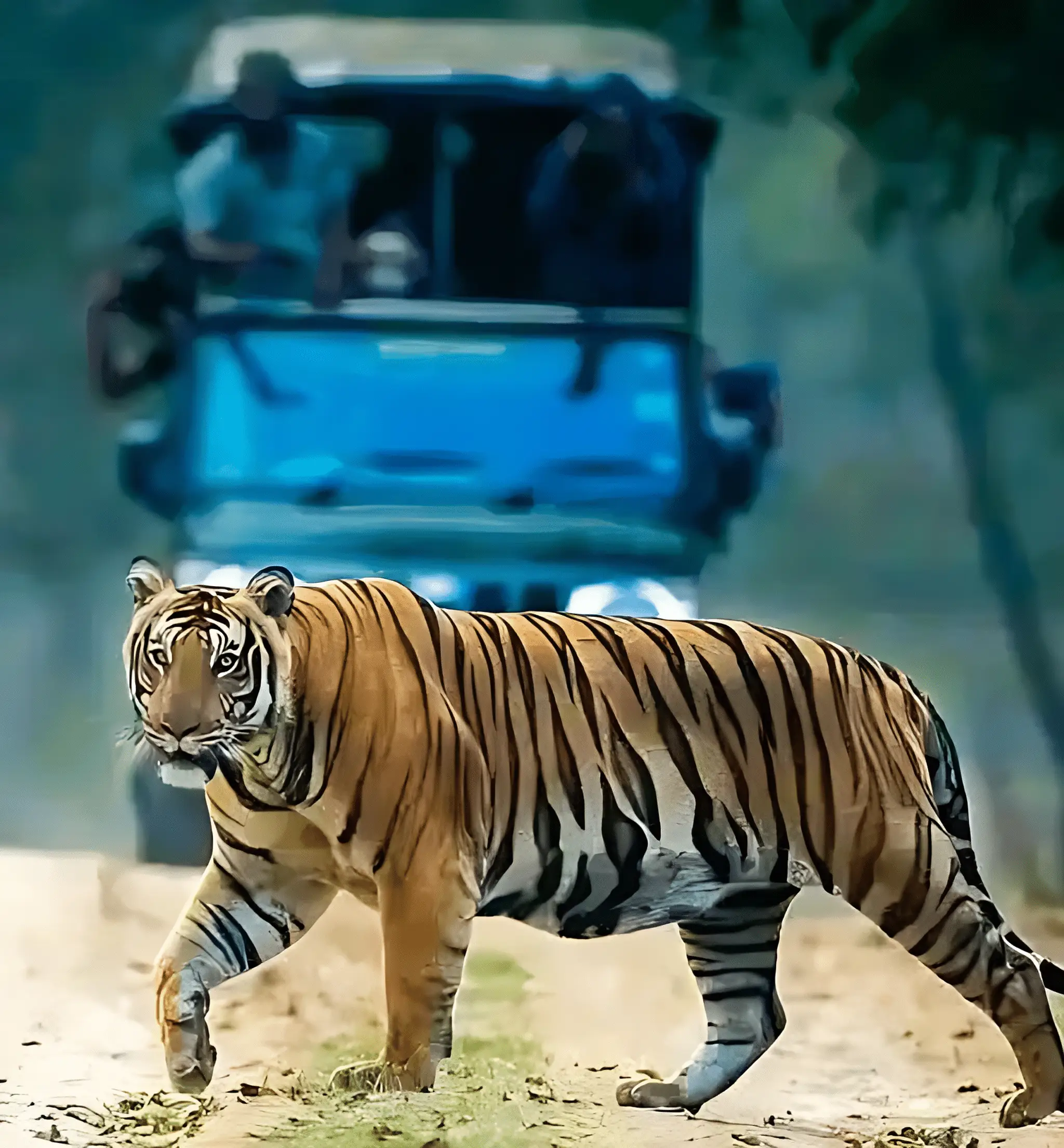 Avathi: Jungle Lodges (Kabini, Bandipur, etc), Farm Stays, Camping and Adventure Activities