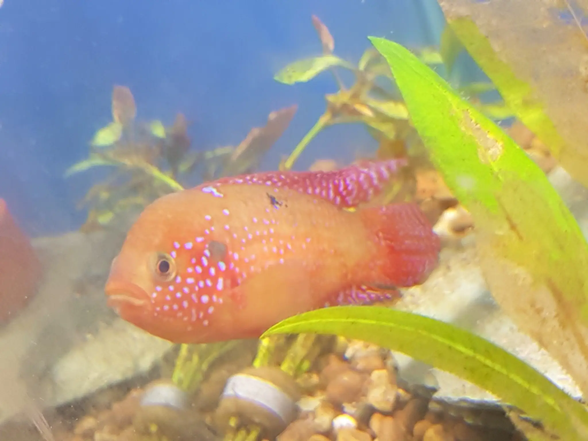 Fish House Barnsley (appointments only)