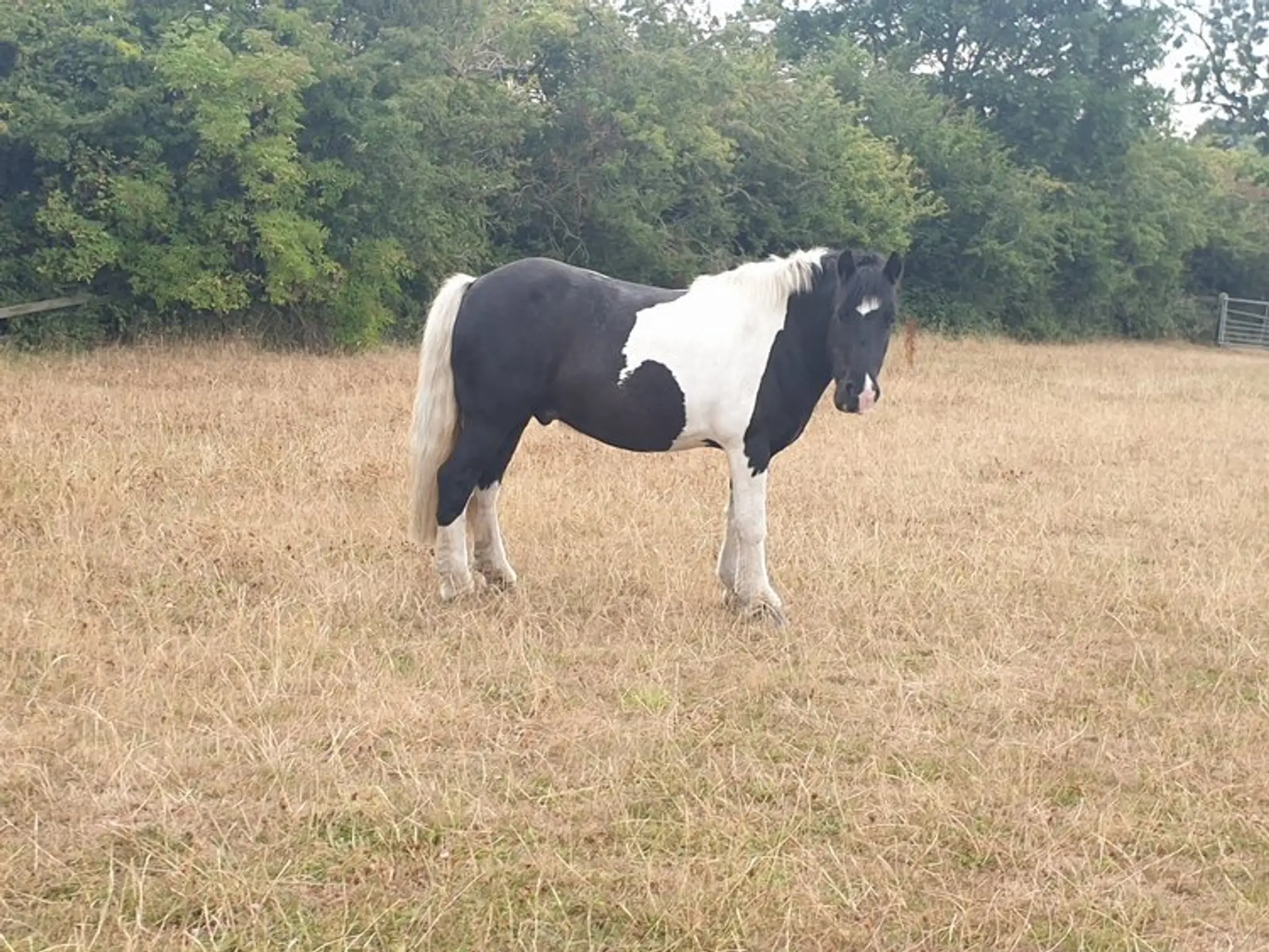 Mere Lane Riding School