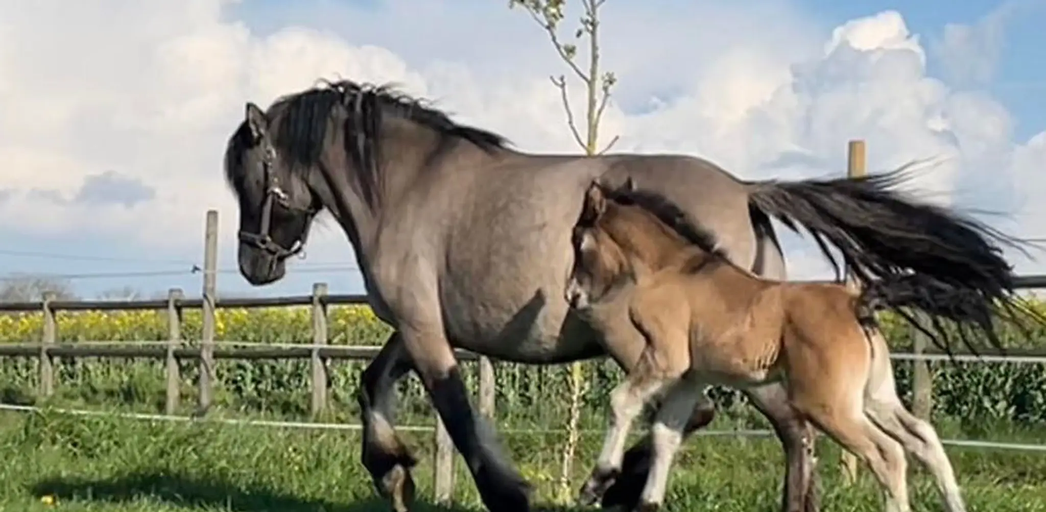 Ecurie Du Clos Saint Georges