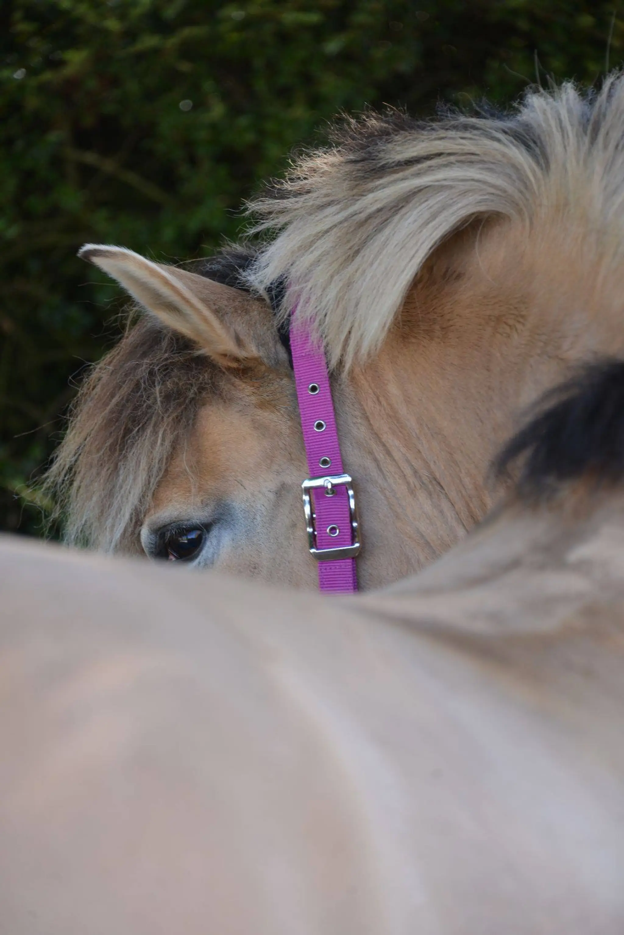 Haras et Gites du Poney Club de Sainte-Eugénie