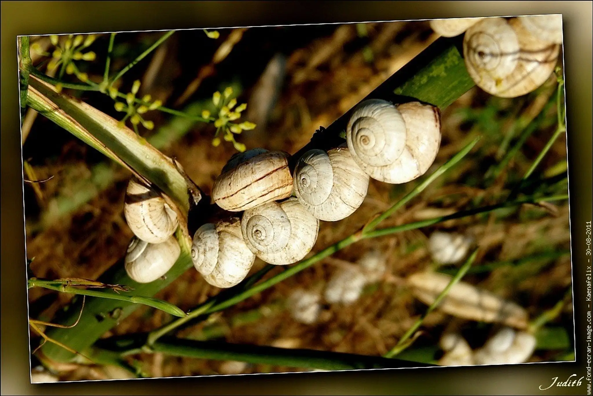 Albine BOISSET Cabinet de psychotherapie
