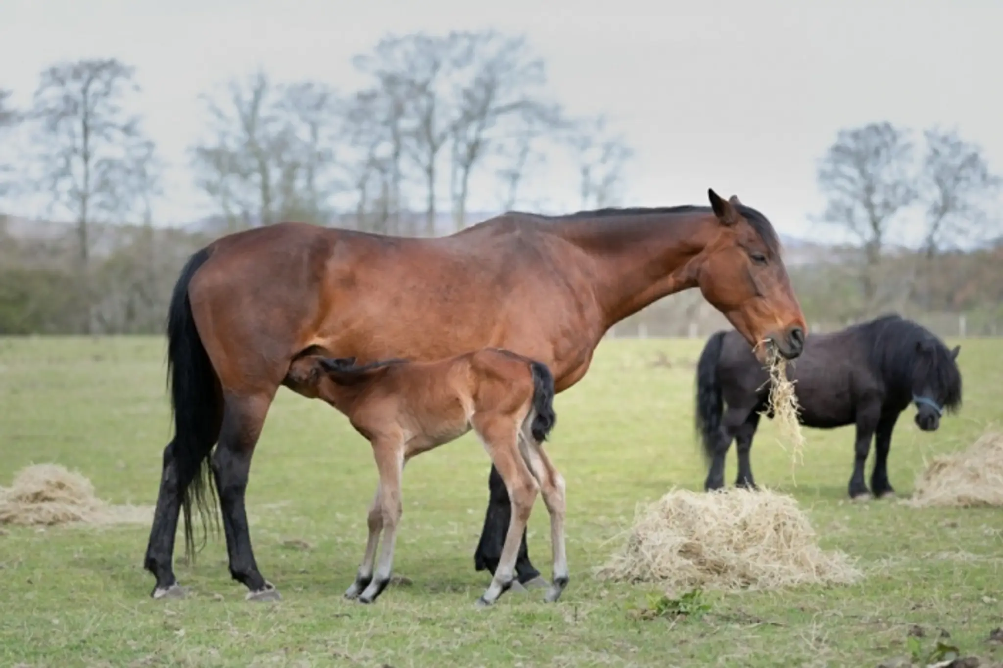 Achavandra Horse Riding