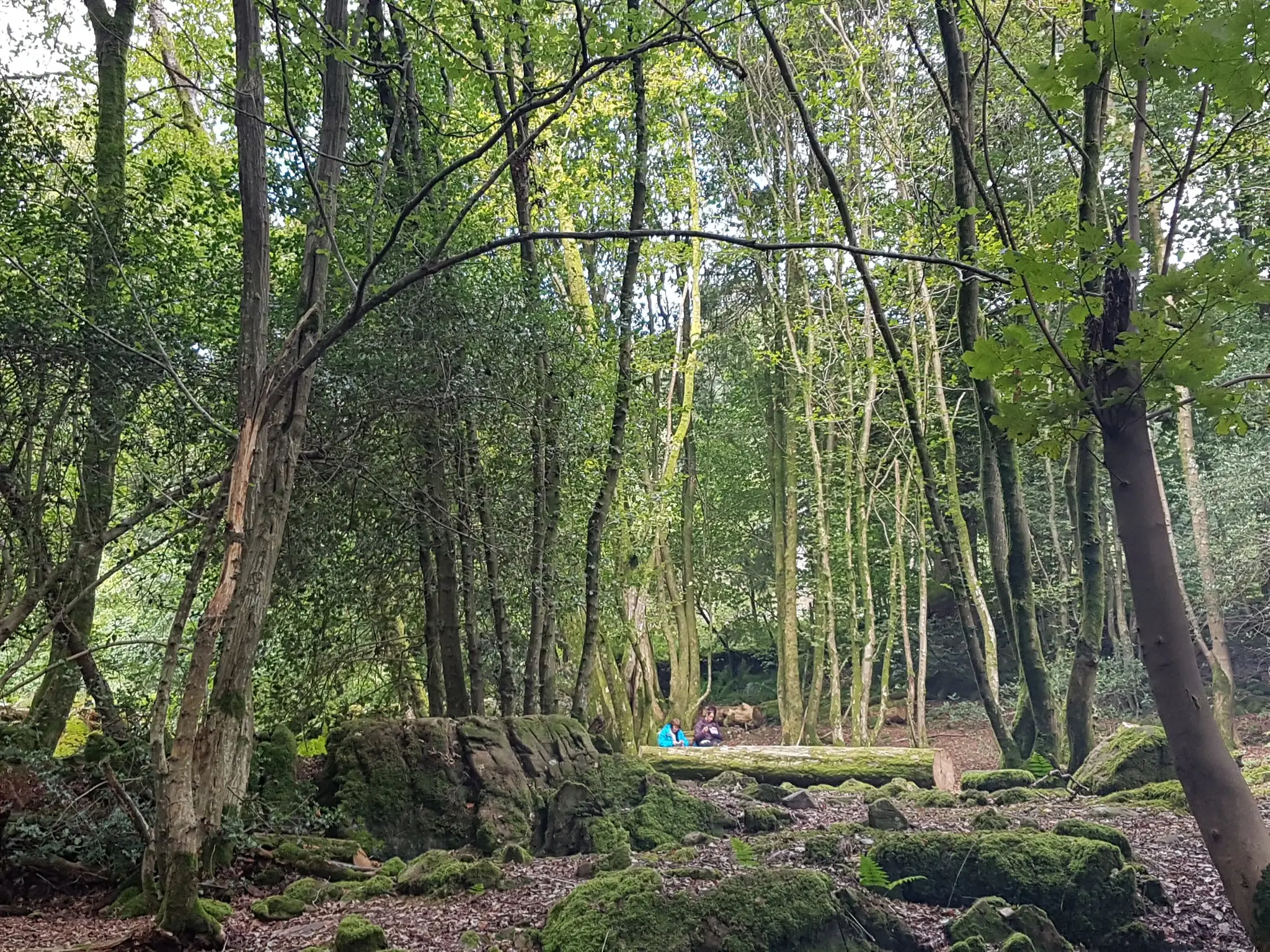 Nes Bear Wild & Wellbeing