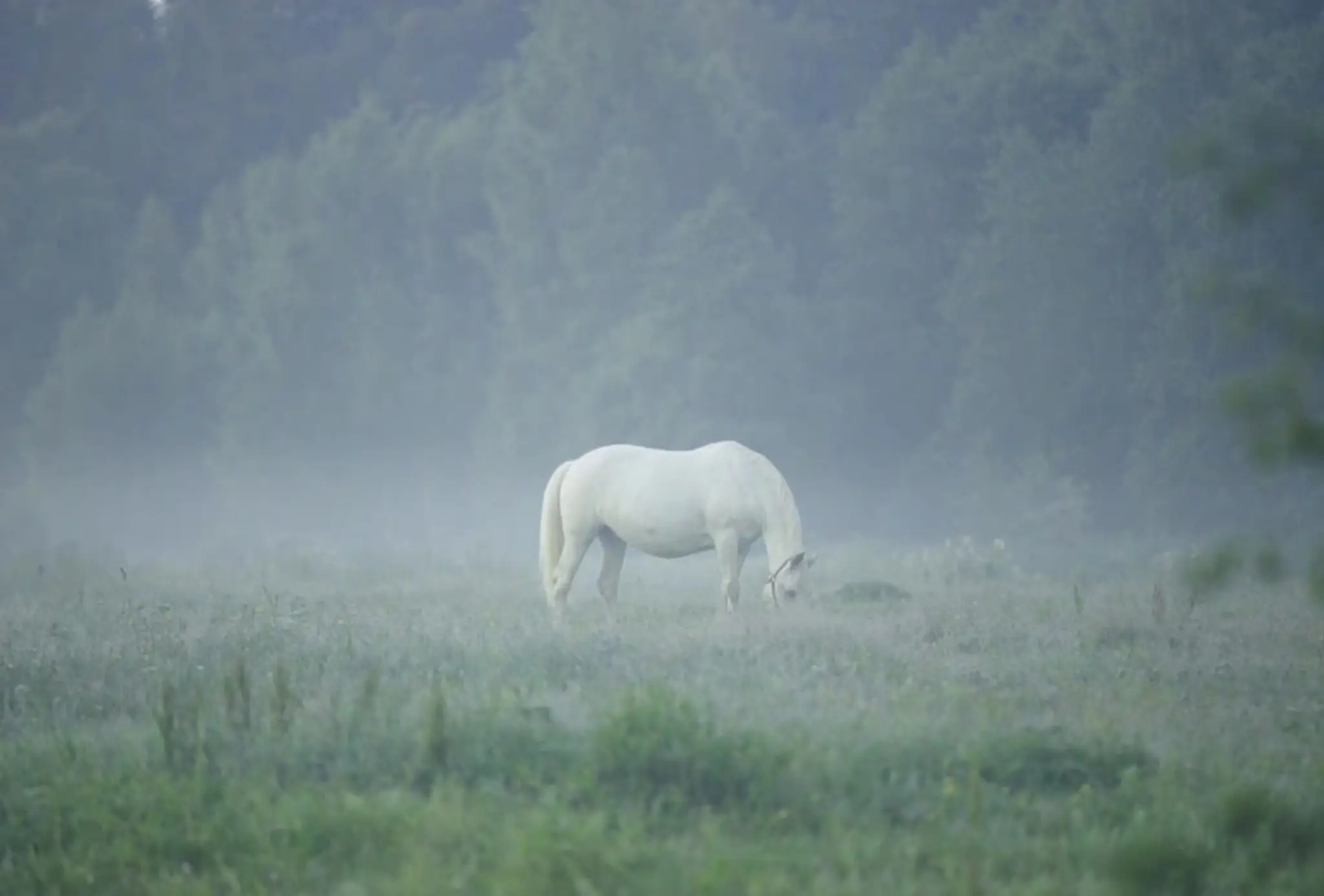 Centre Equestre Tournebride