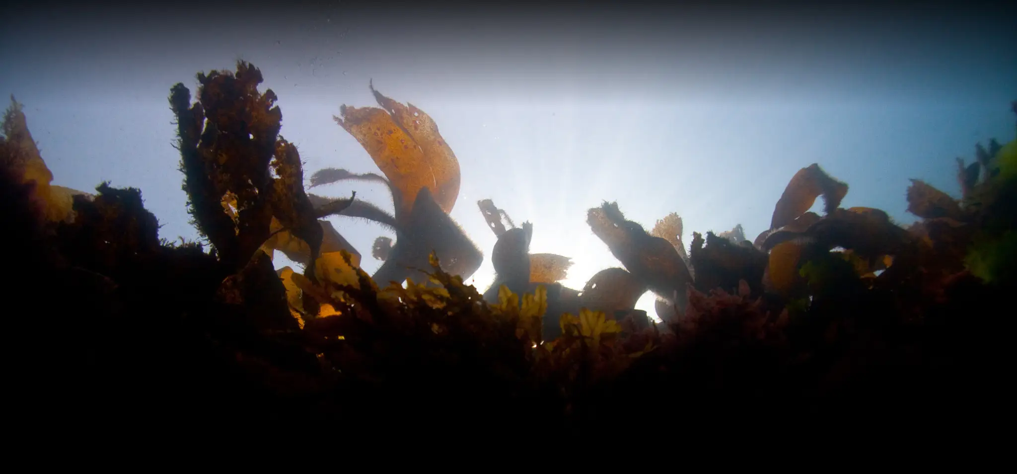 I.S.A Diving Center