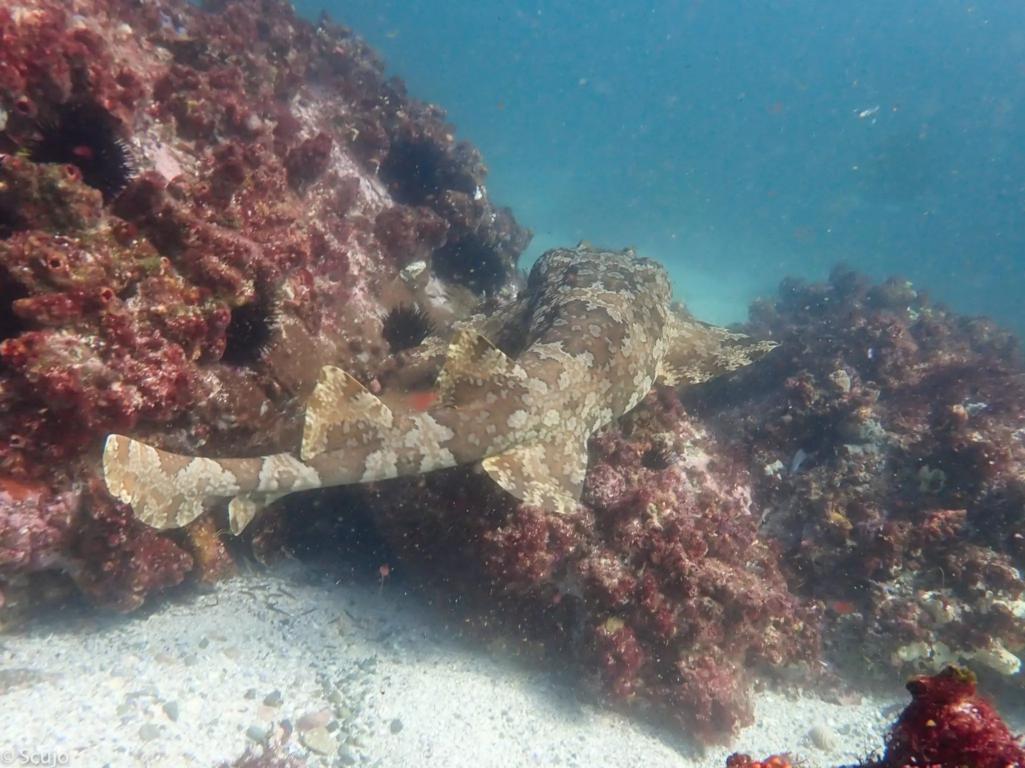 Dive Forster at Fisherman's Wharf